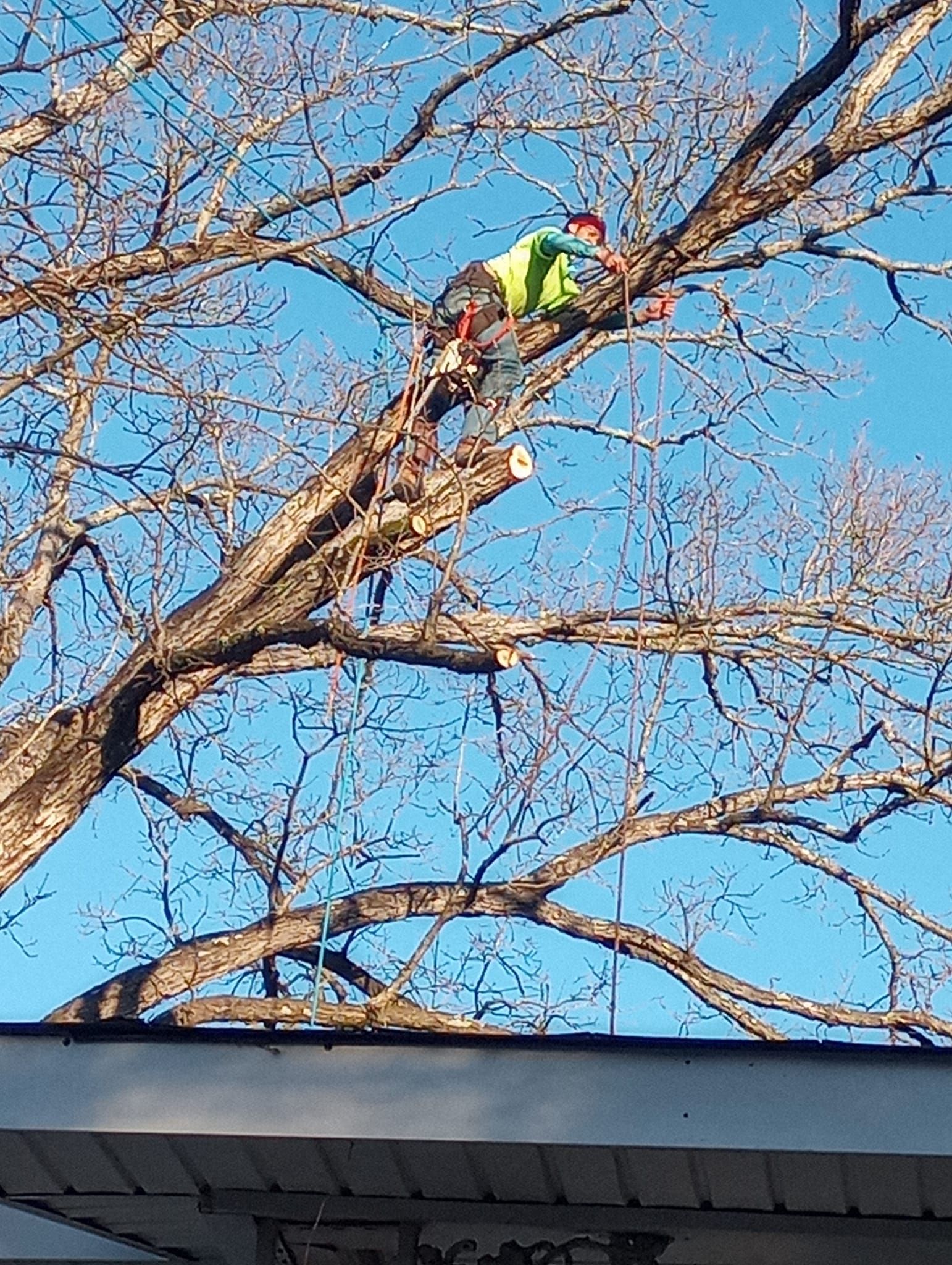  for Millers Tree Service in Saline County, AR