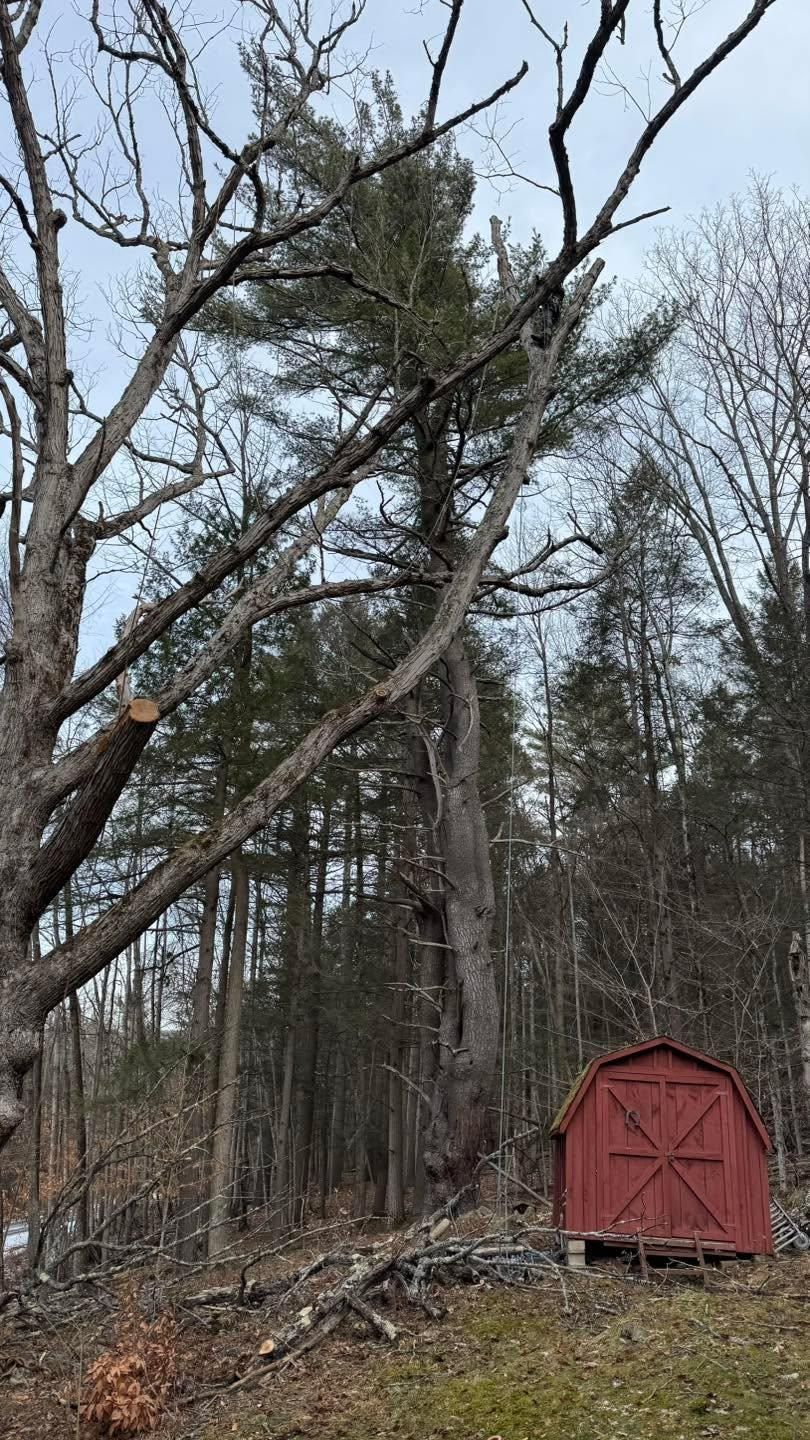  for Sterlings Tree Removal in Cobleskill, New York