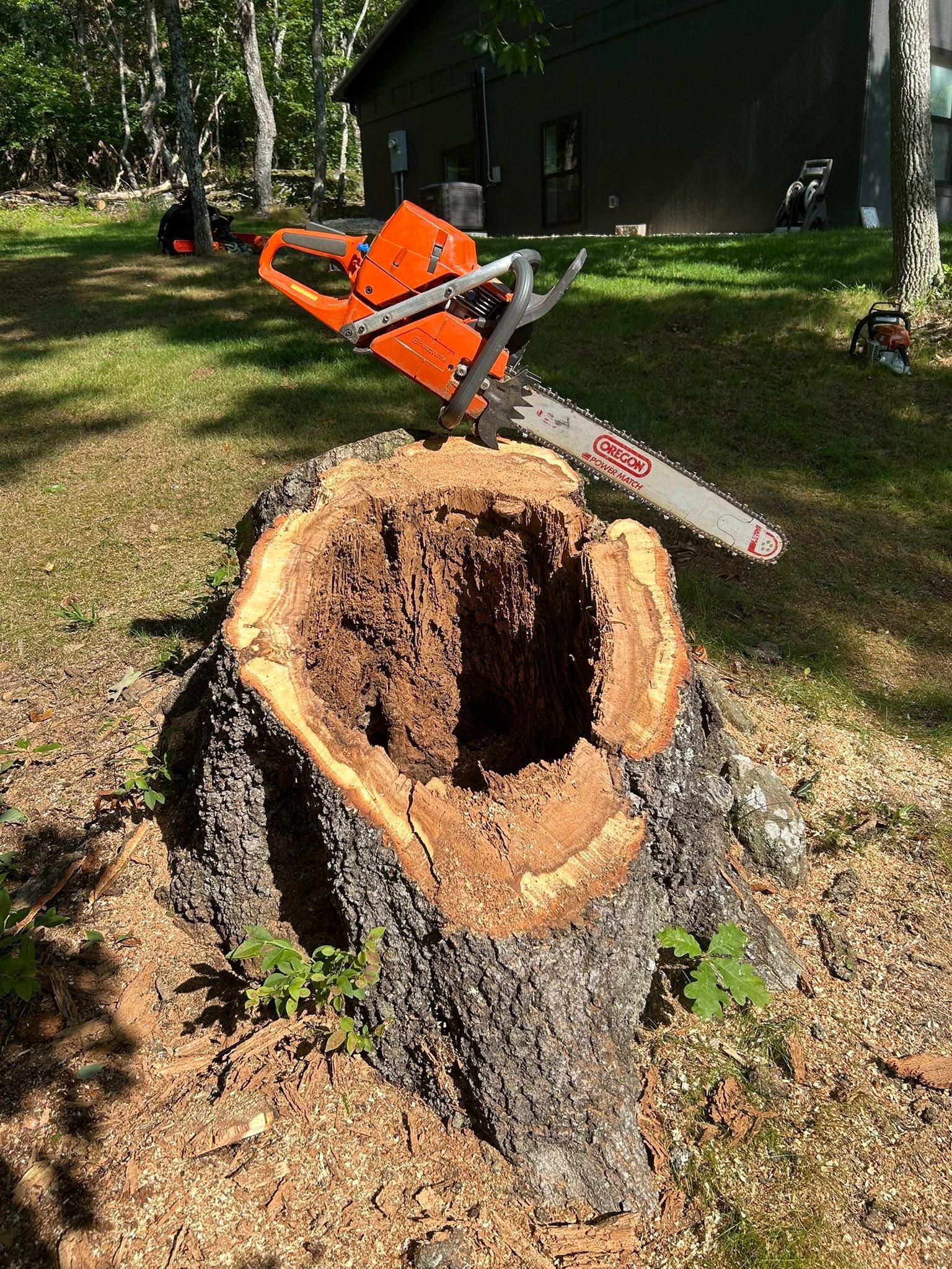  for McBee’s Tree Service in Sewanee, TN