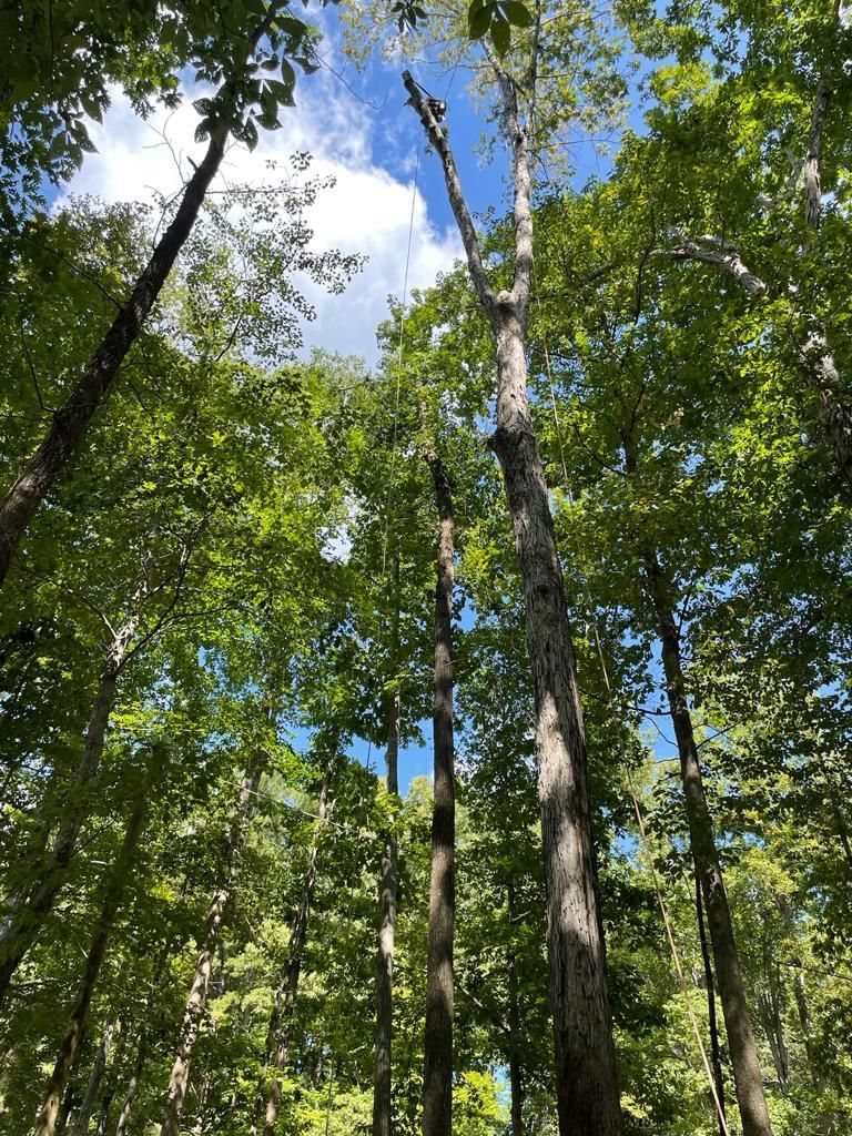 Tree Removal for Rosales Landscaping LLC in Lake Gaston, North Carolina