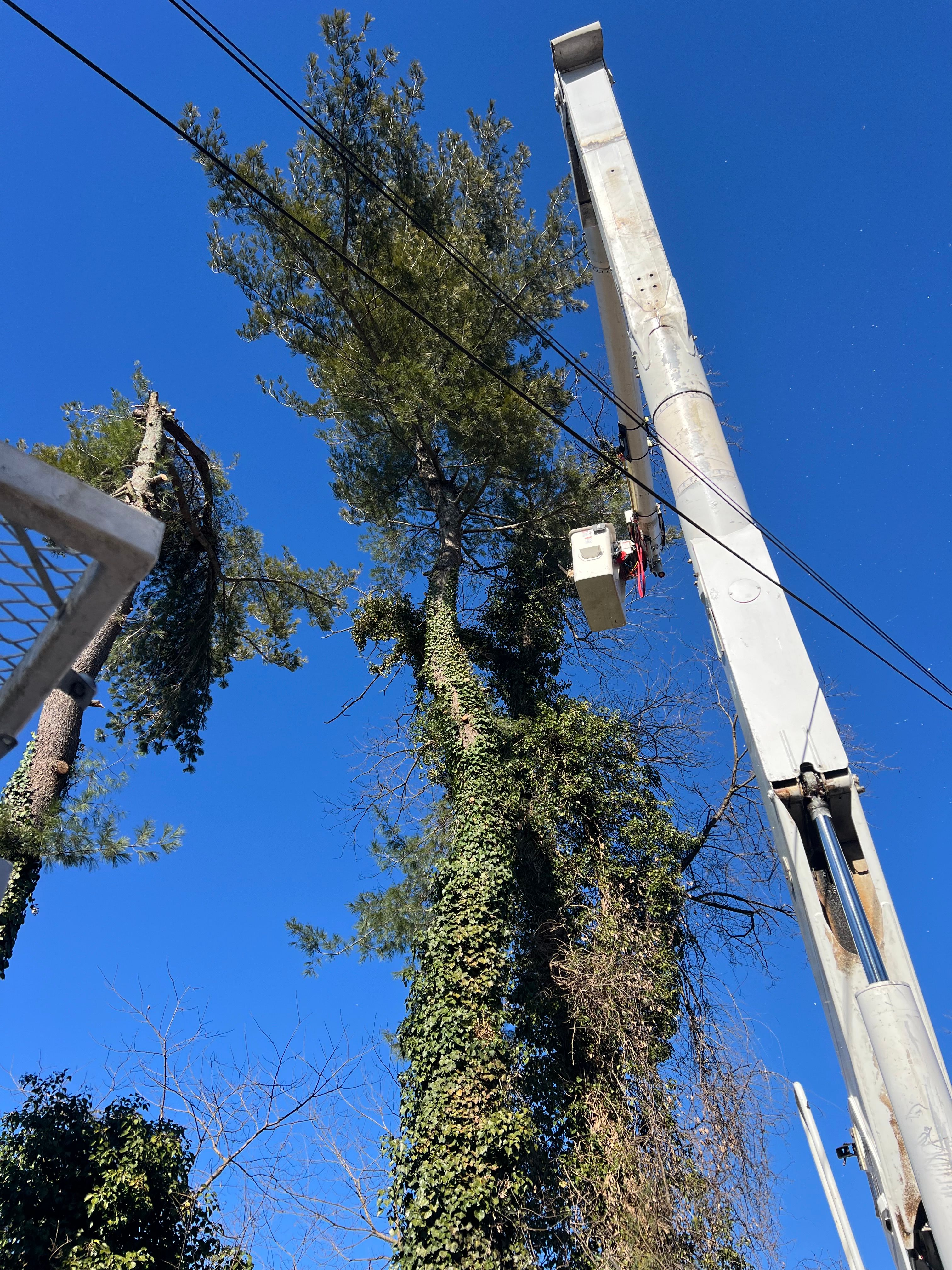  for Ground To Sky Tree Care in Asheville, North Carolina