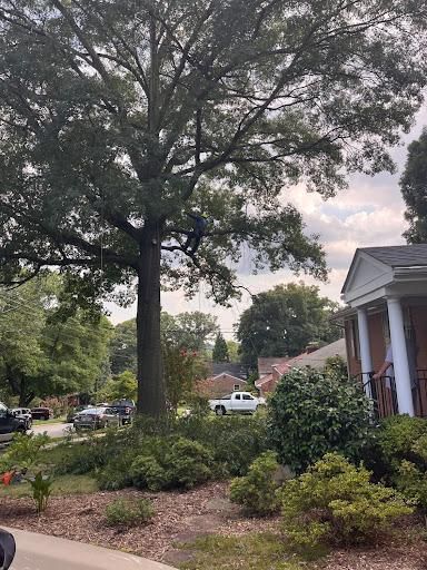  for Ricky's Tree Service & Property Care in Orange, VA