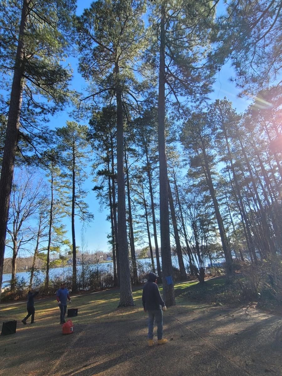  for Integrity Tree and Landscaping in Lynchburg, VA