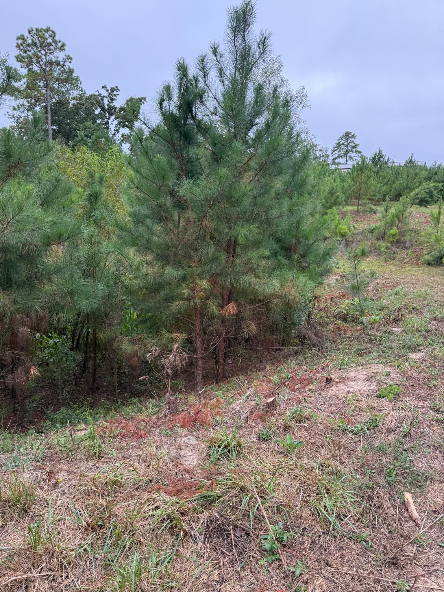  for SodGods Lawncare and Landscaping in Fayetteville , NC