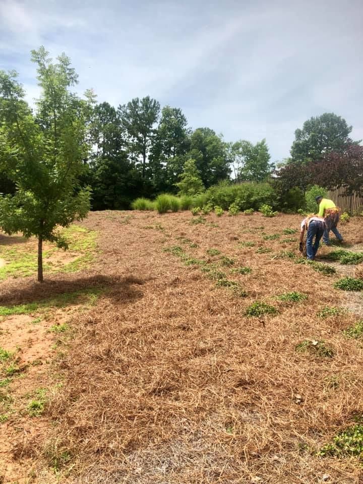  for Pecina Pine Needles in Monroe, NC