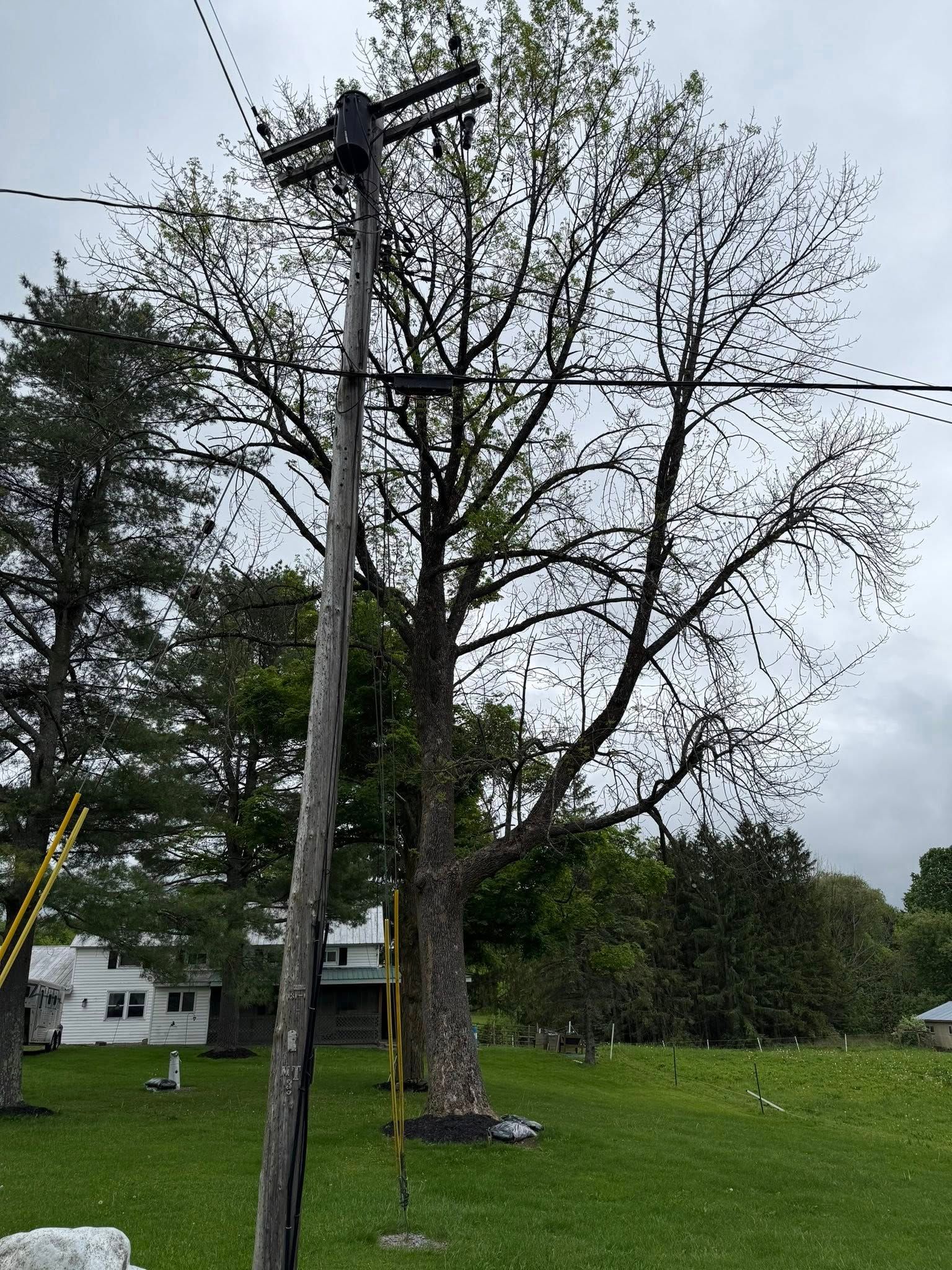 All Photos for Sterlings Tree Removal in Cobleskill, New York