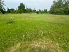  for Daugherty's Tough Lawn Care in Essexville, MI