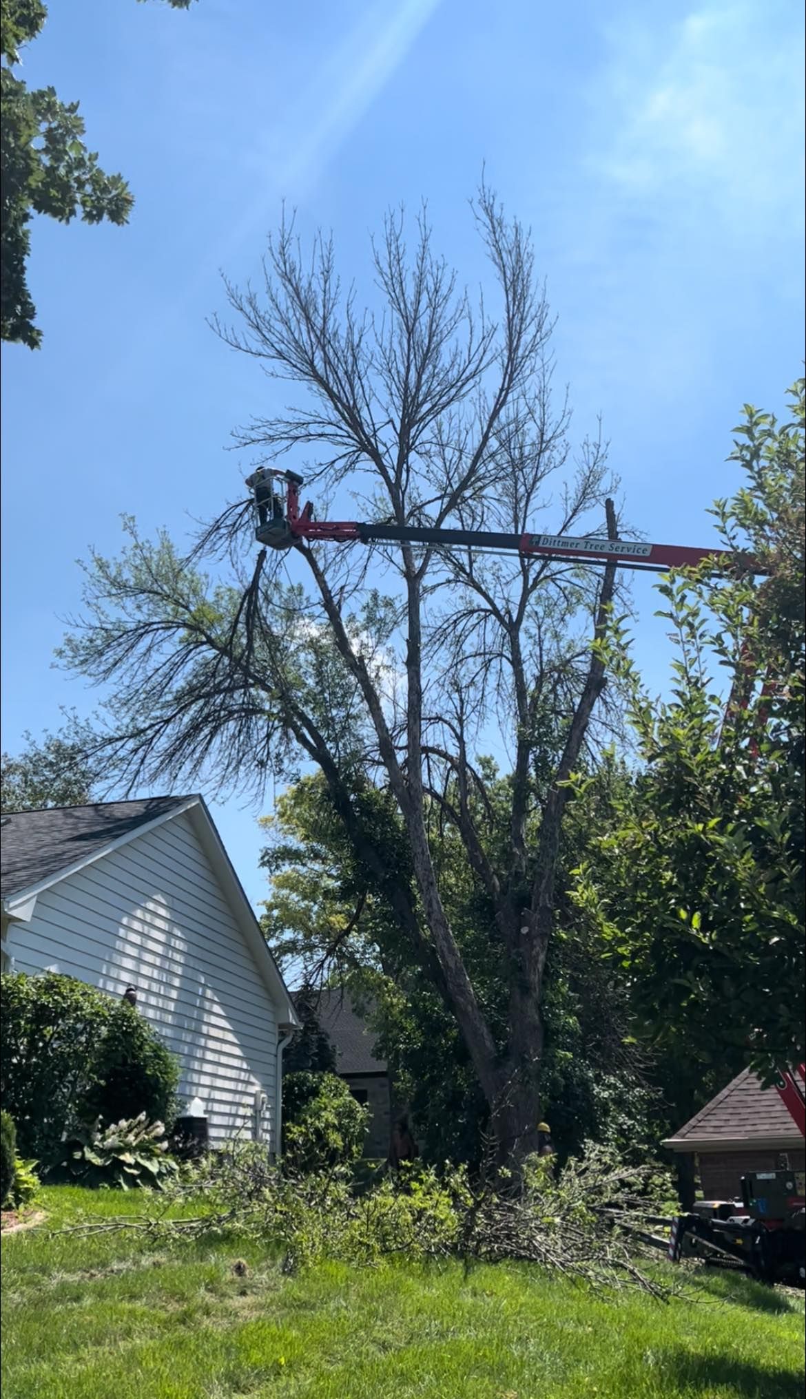 Other Services for Dittmer Tree Service in Davenport, IA