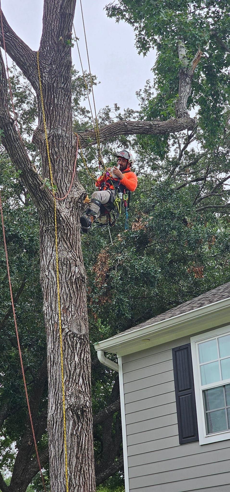  for Servin's Tree Care  in Houston, TX