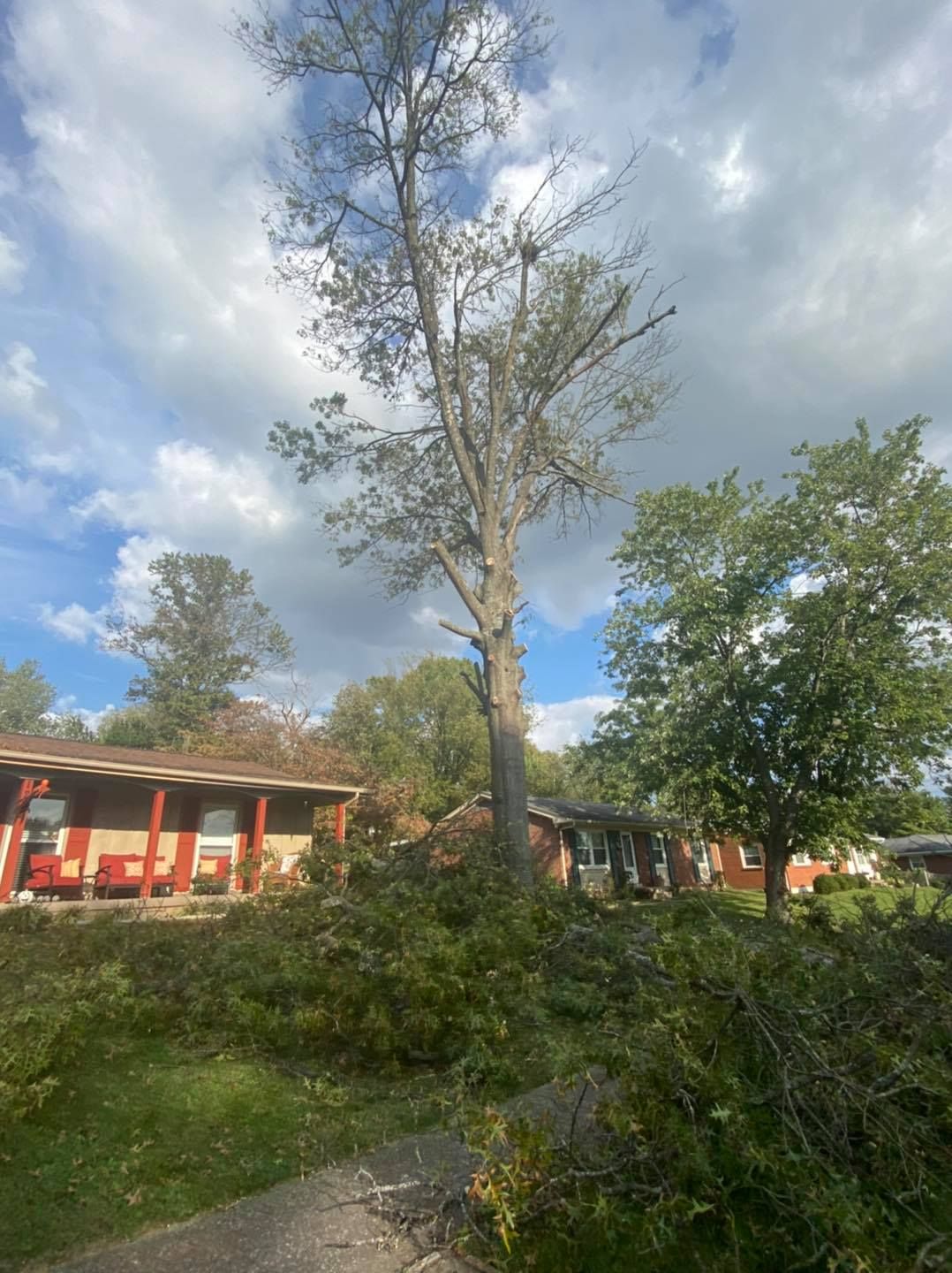  for Timber Ninja Service in Lexington, KY