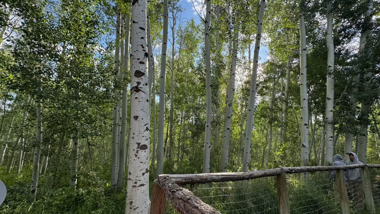  for Hansen Earth Works in Jackson, WY