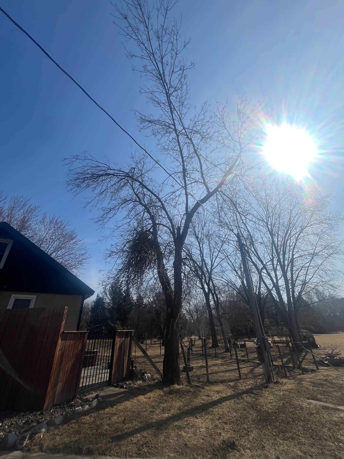 Trees for K and Z Tree Care in Andover, MN