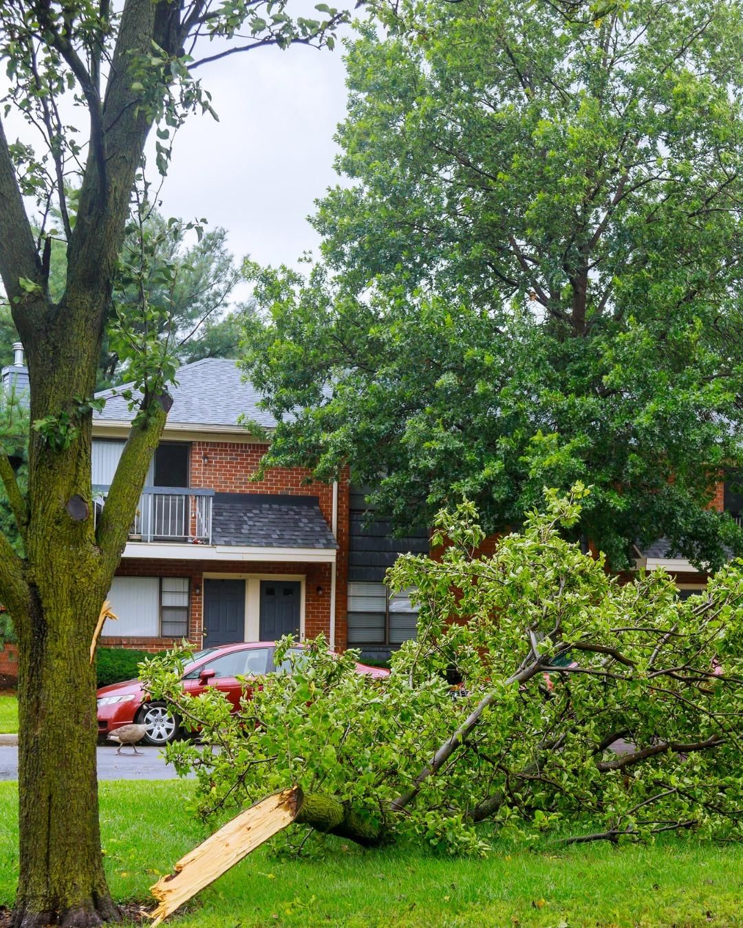  for Oakwood Tree Removal LLC in Oak Creek,  WI