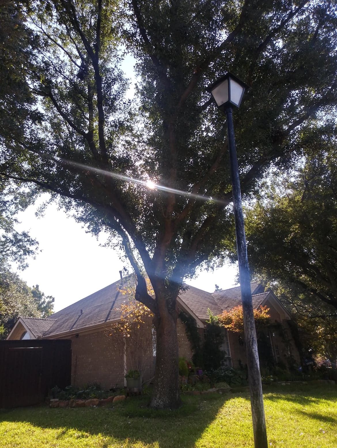 Stump Removal for Chico's Tree Service in Dallas, TX