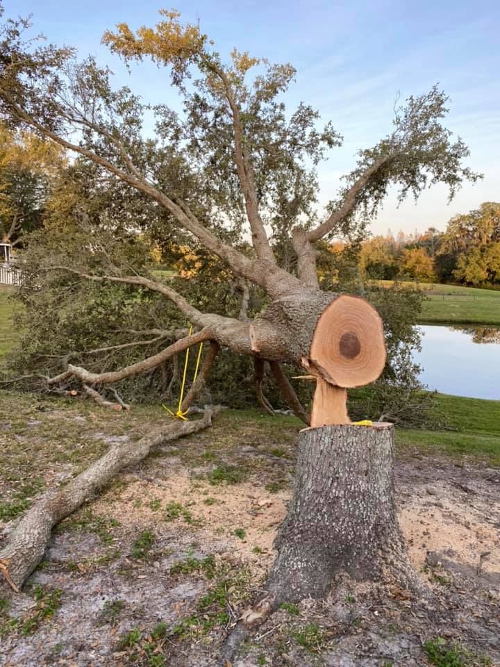  for EB Trees and Landscape in Holiday, FL
