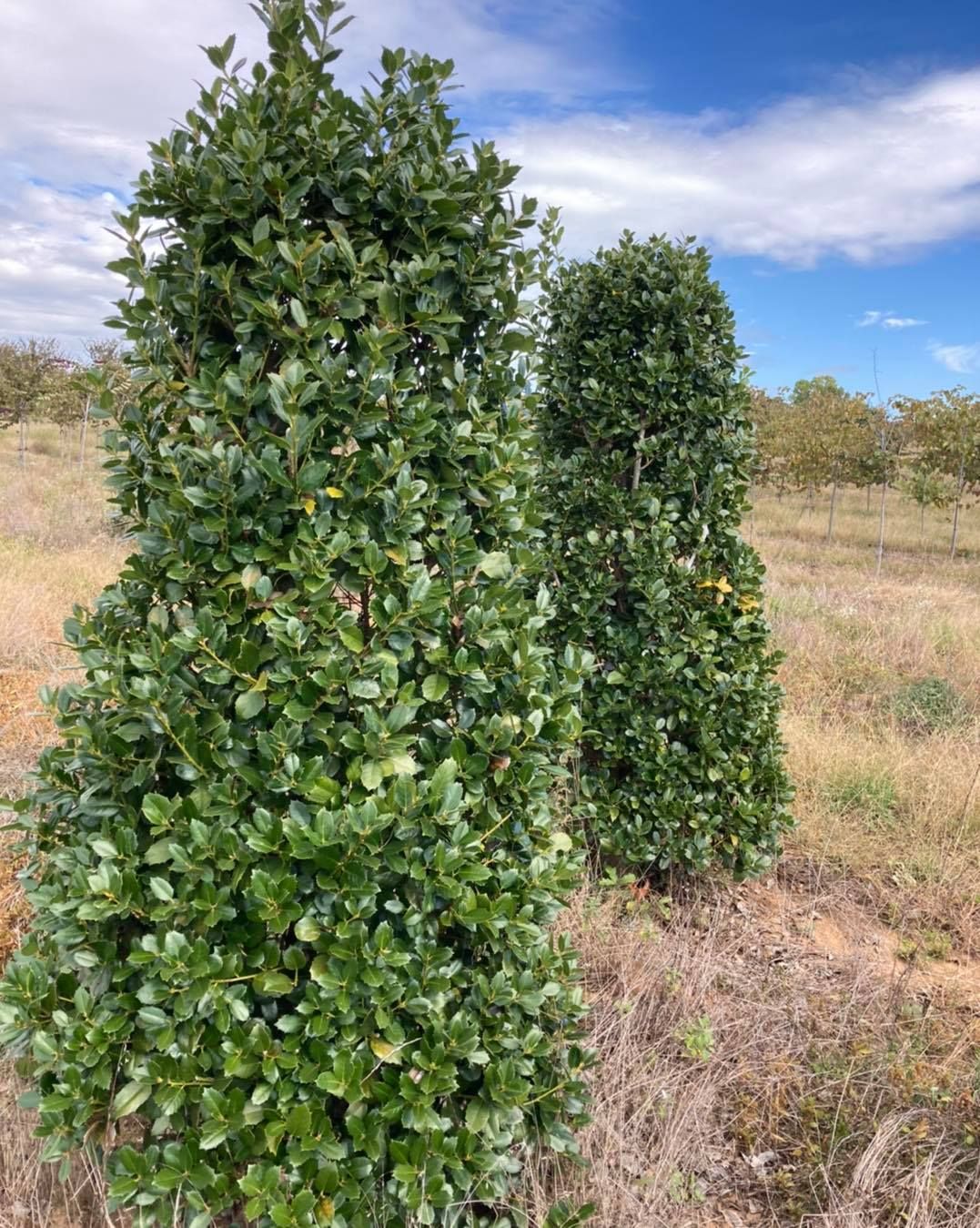 All Photos for S&R Landscaping and Nursery in Charlotte, NC