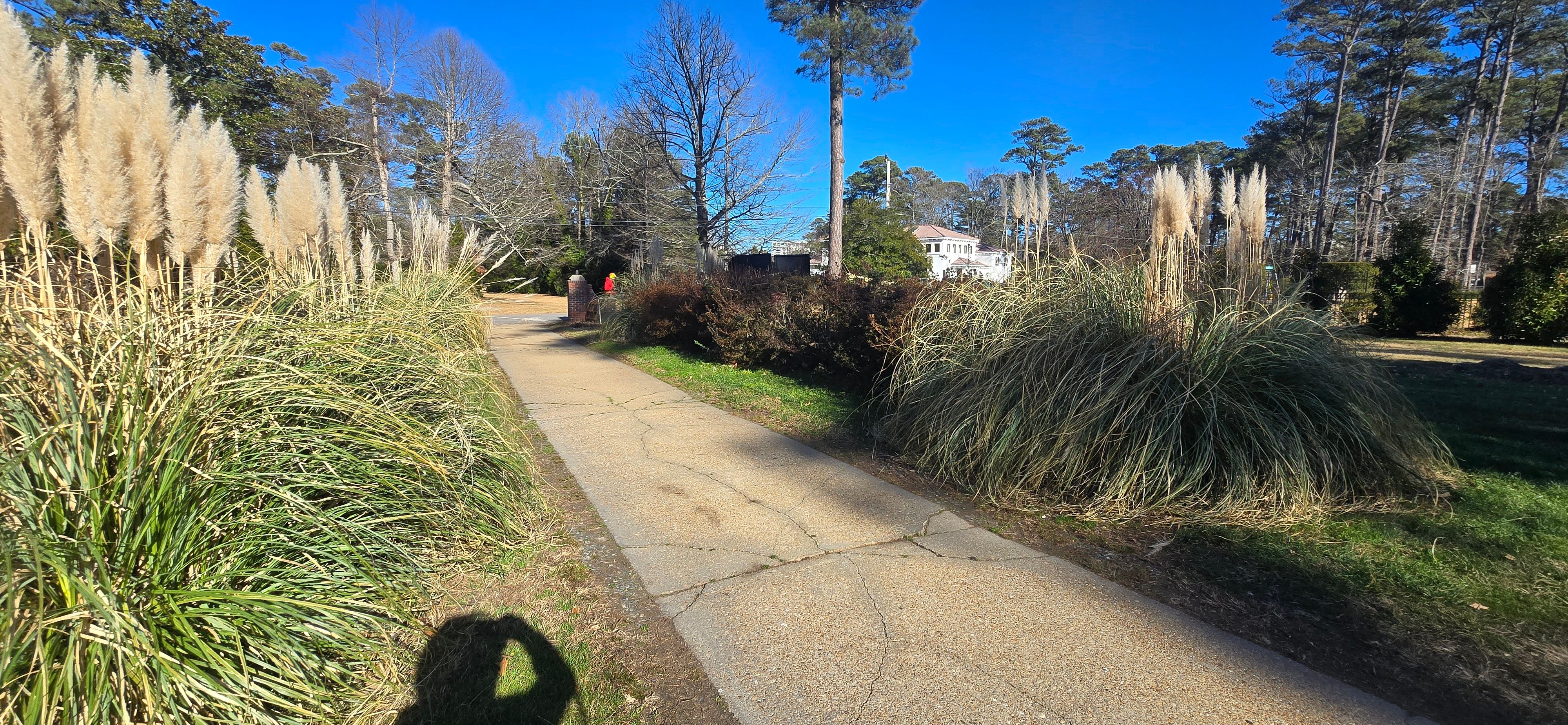  for Beach Tree Care in Virginia Beach, VA