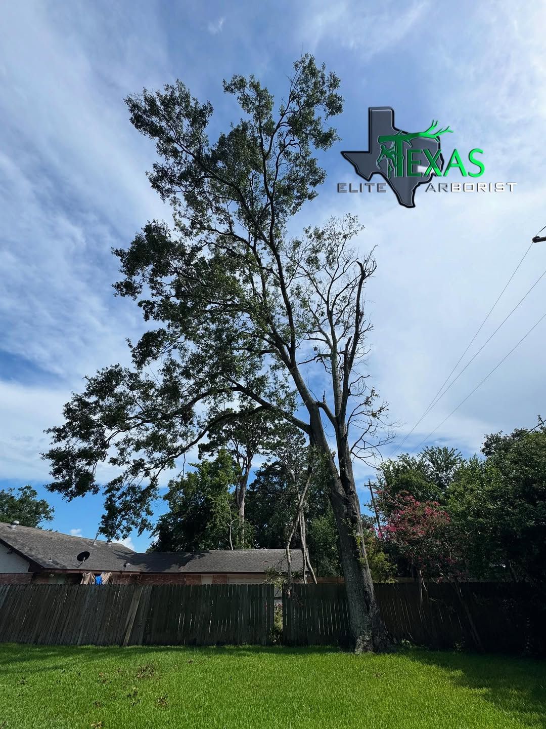  for Texas Elite Arborist in Houston, TX