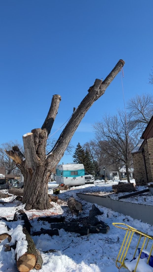 All Photos for K and Z Tree Care in Andover, MN