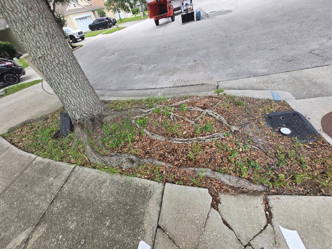 Tree Removal for TREE BOYS in Ruskin, FL