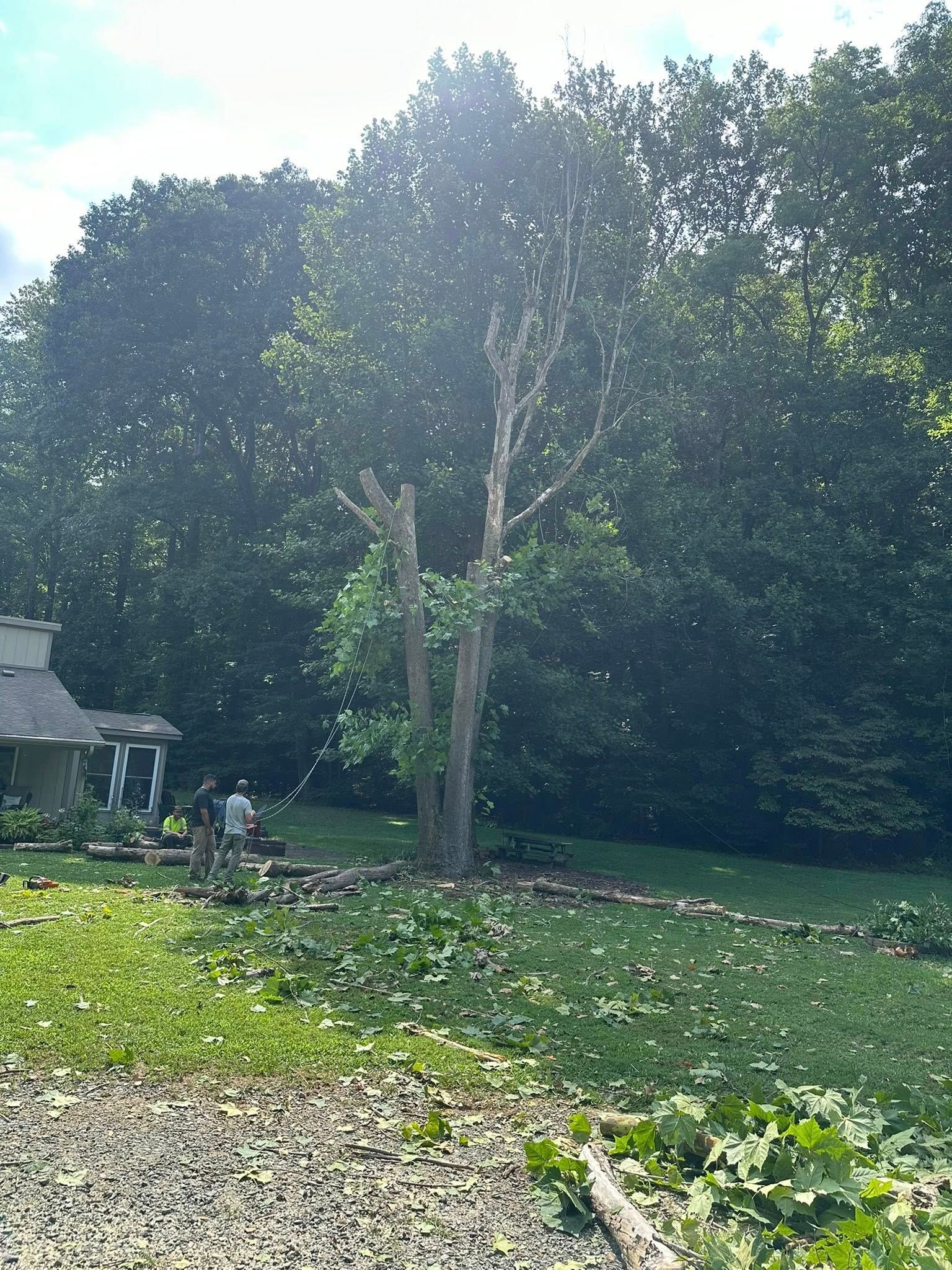  for Ramirez Tree Care in Elkin, NC