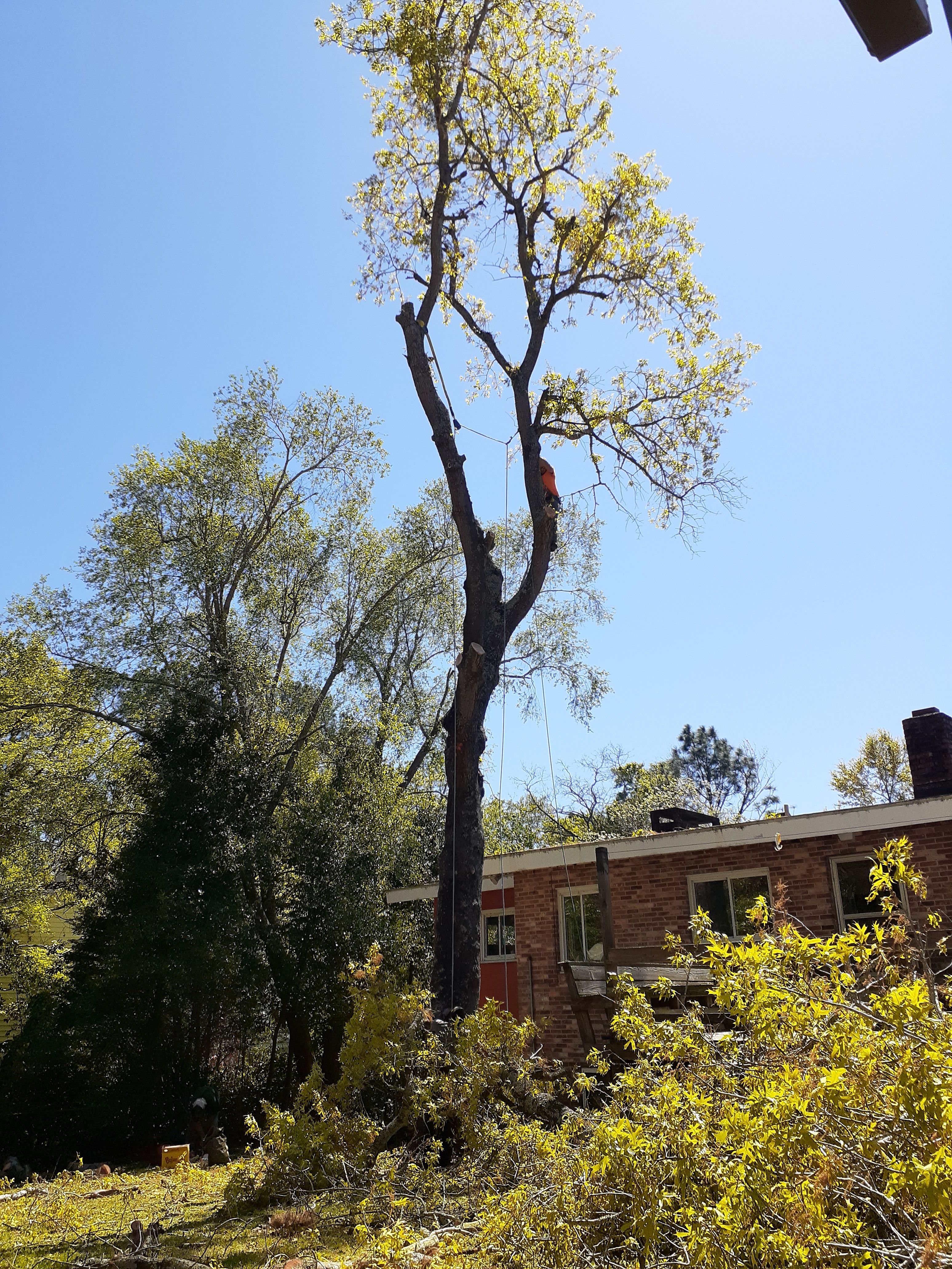  for Professional Tree Service USA in Chattanooga, TN