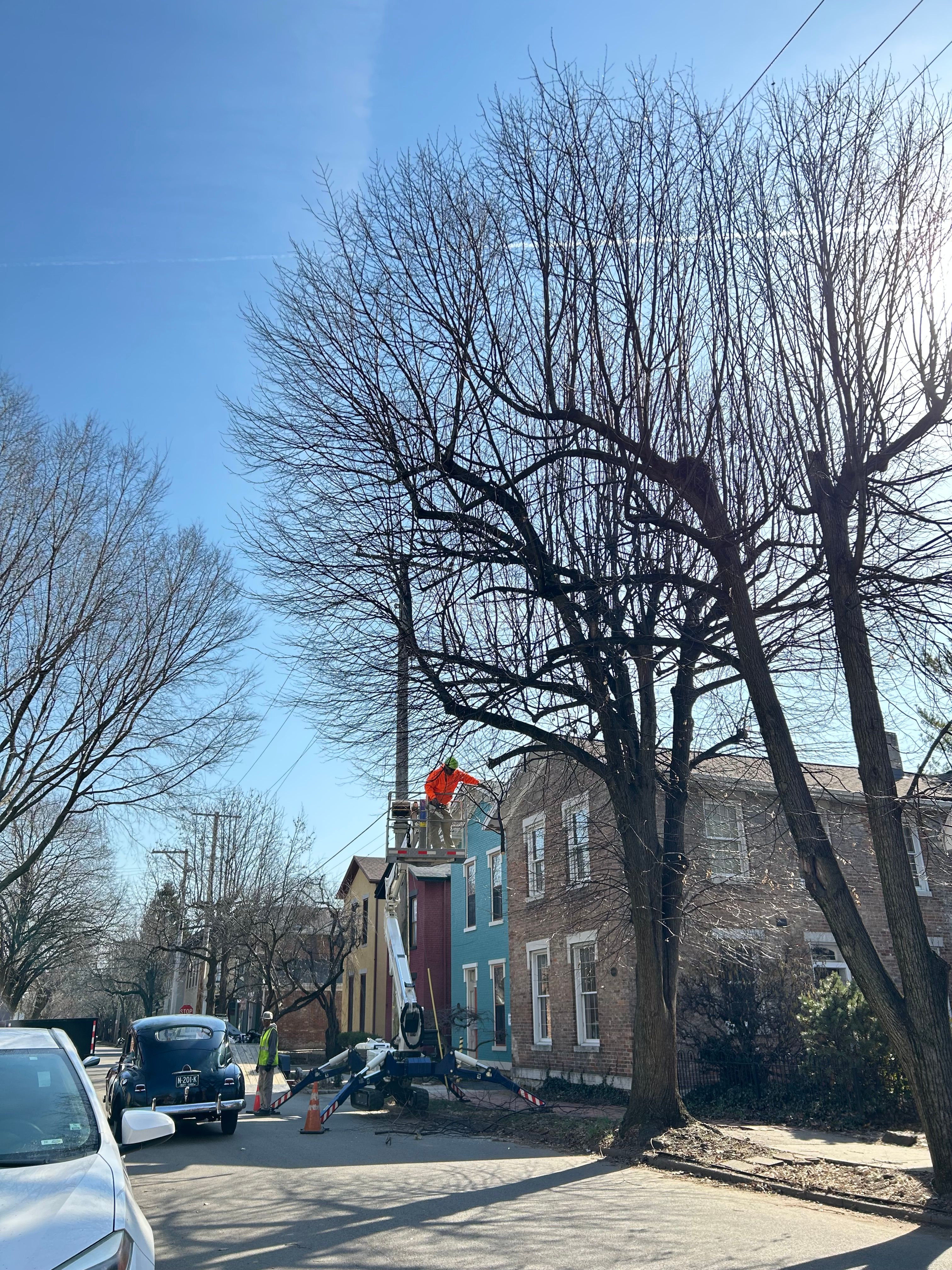 All Photos for Pro Tree Trim & Removal, Llc in Dayton, OH