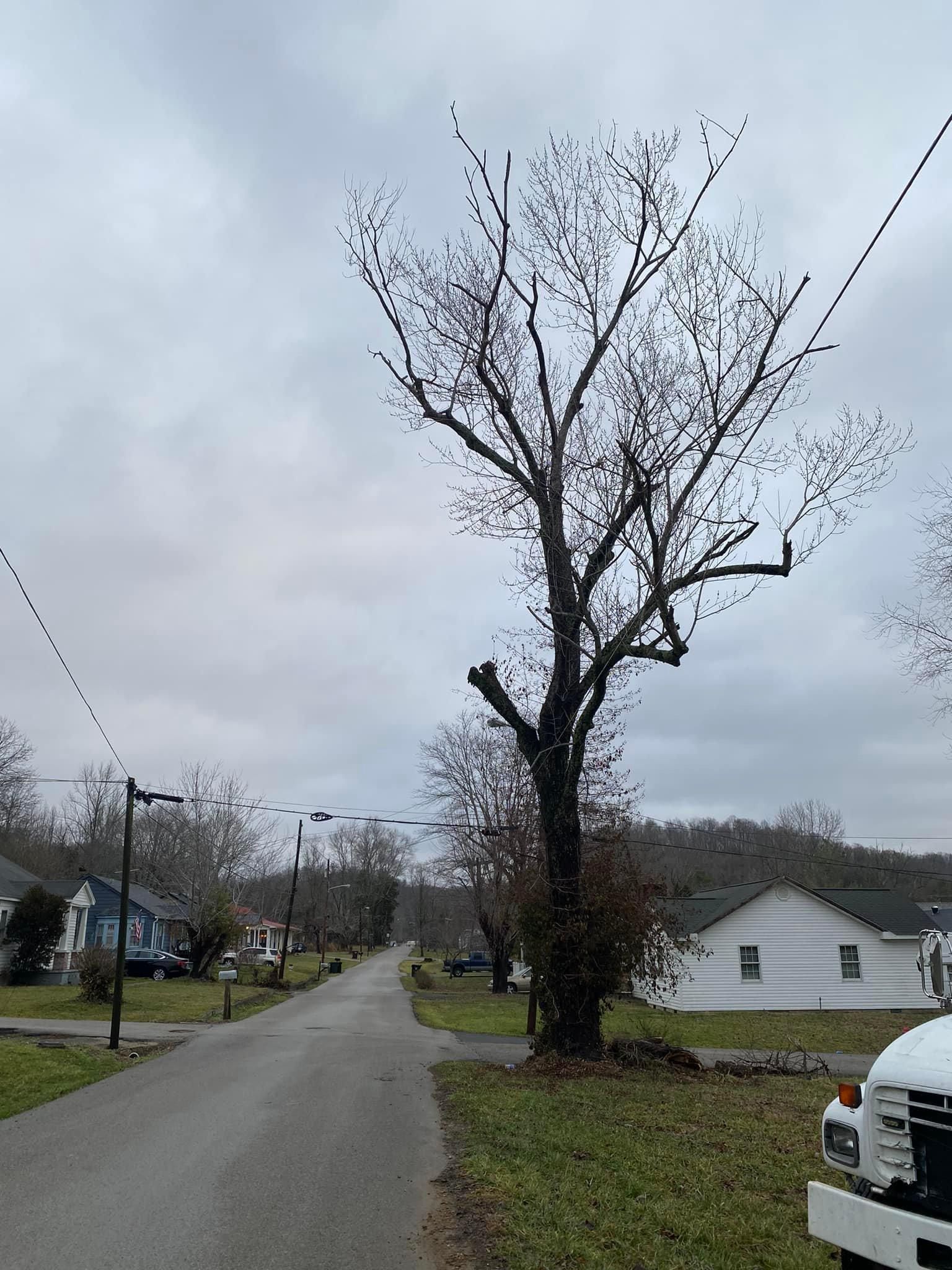 Tree Removal for Atwood’s Tree Care in Liberty,  KY