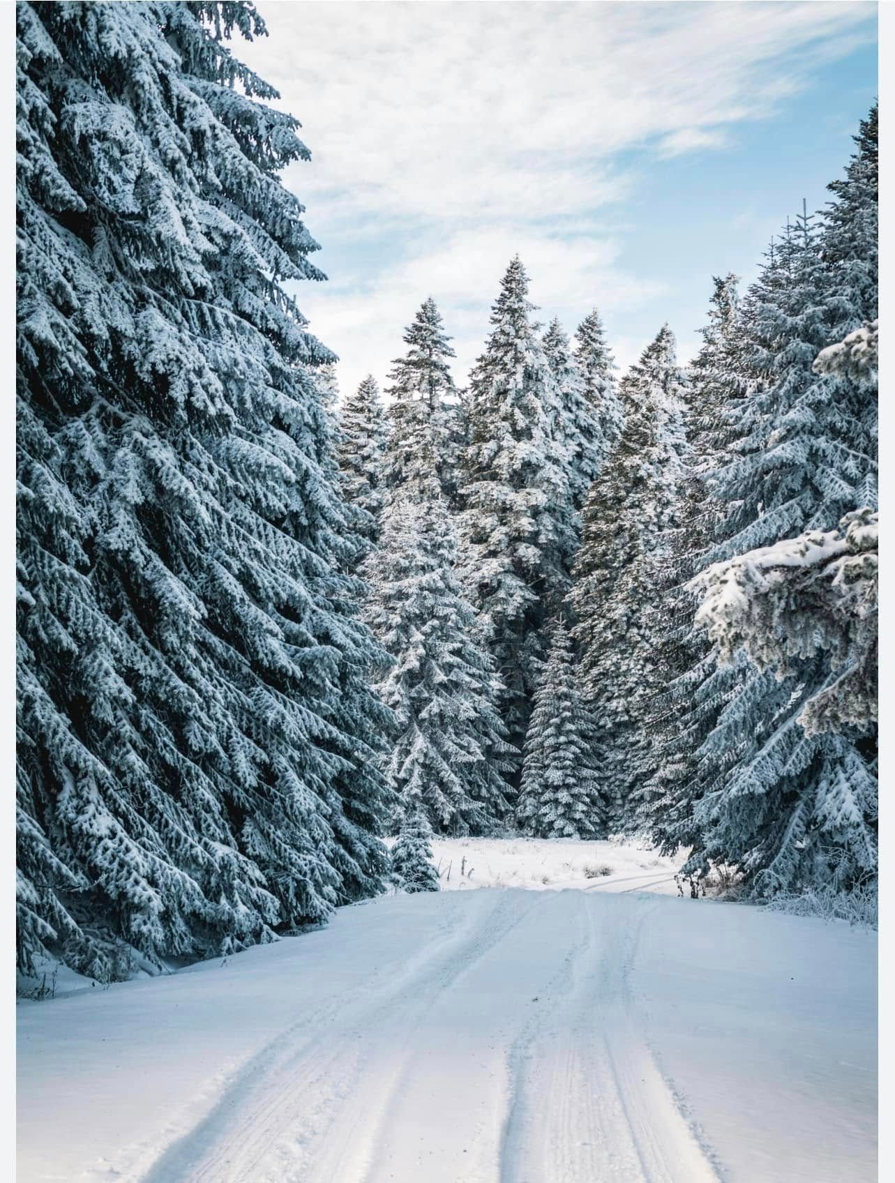 All Photos for Allstate Tree Service in Fridley, MN