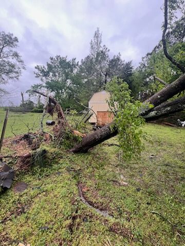  for Absolute Tree Care LLC in Whitney, TX