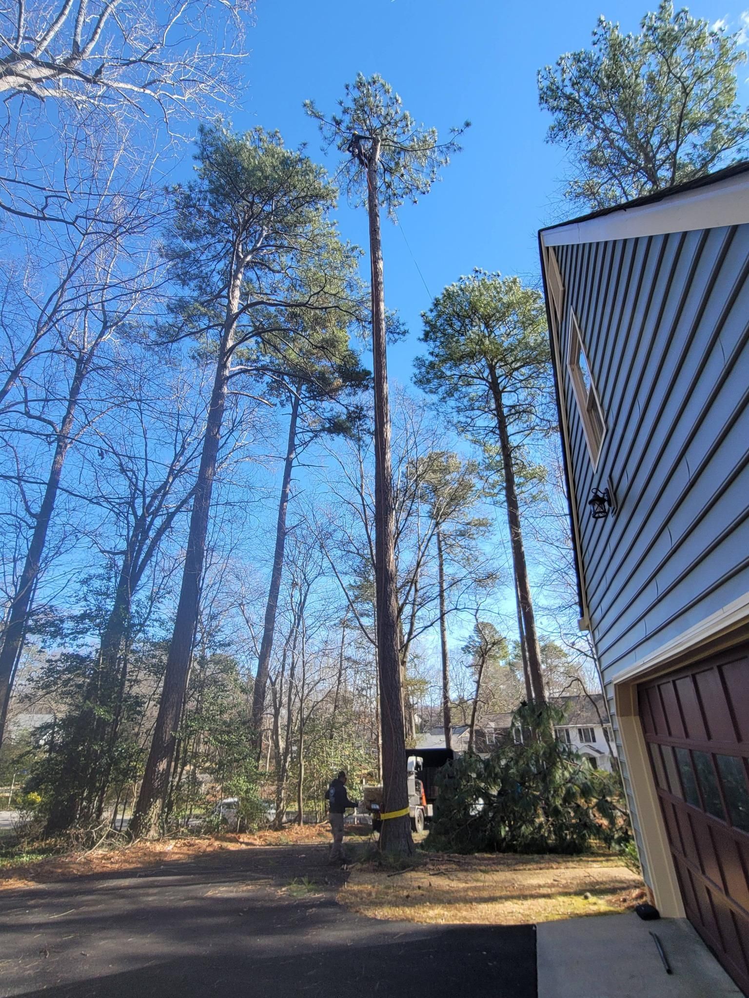  for Integrity Tree and Landscaping in Lynchburg, VA