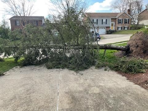  for Kingdom Tree Trimming and Removal LLC in Covington, KY