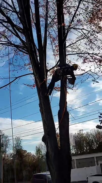  for Integrity Tree and Landscaping in Lynchburg, VA