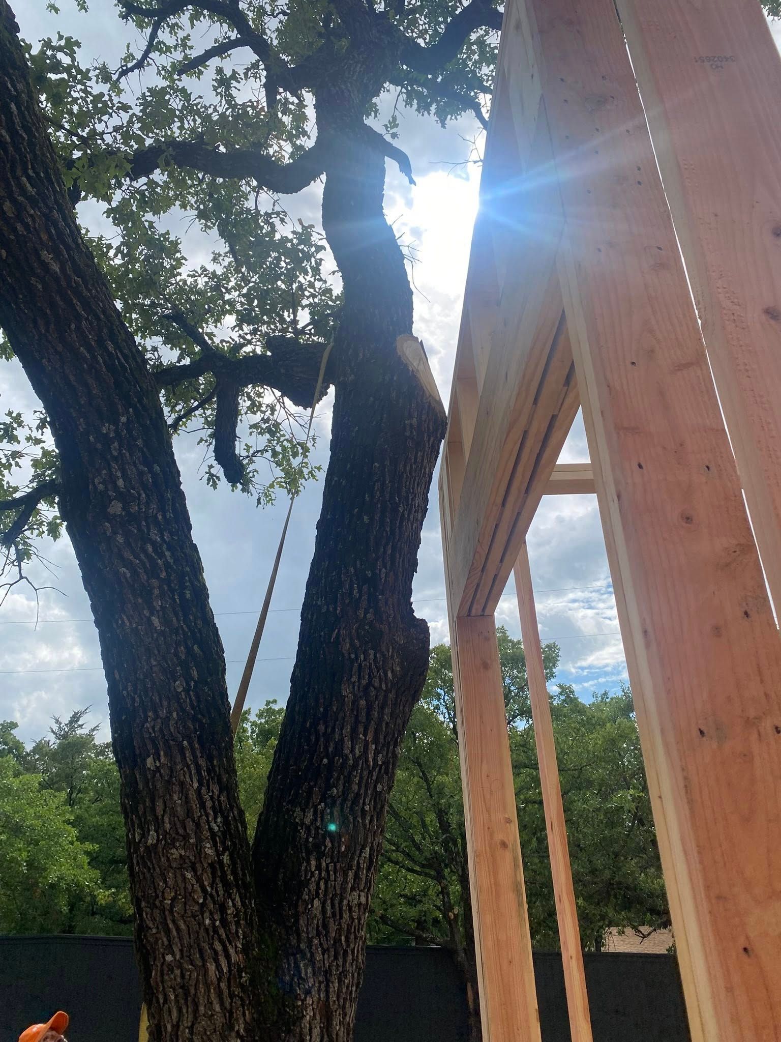  for Hector’s Tree Services in Nocona, TX