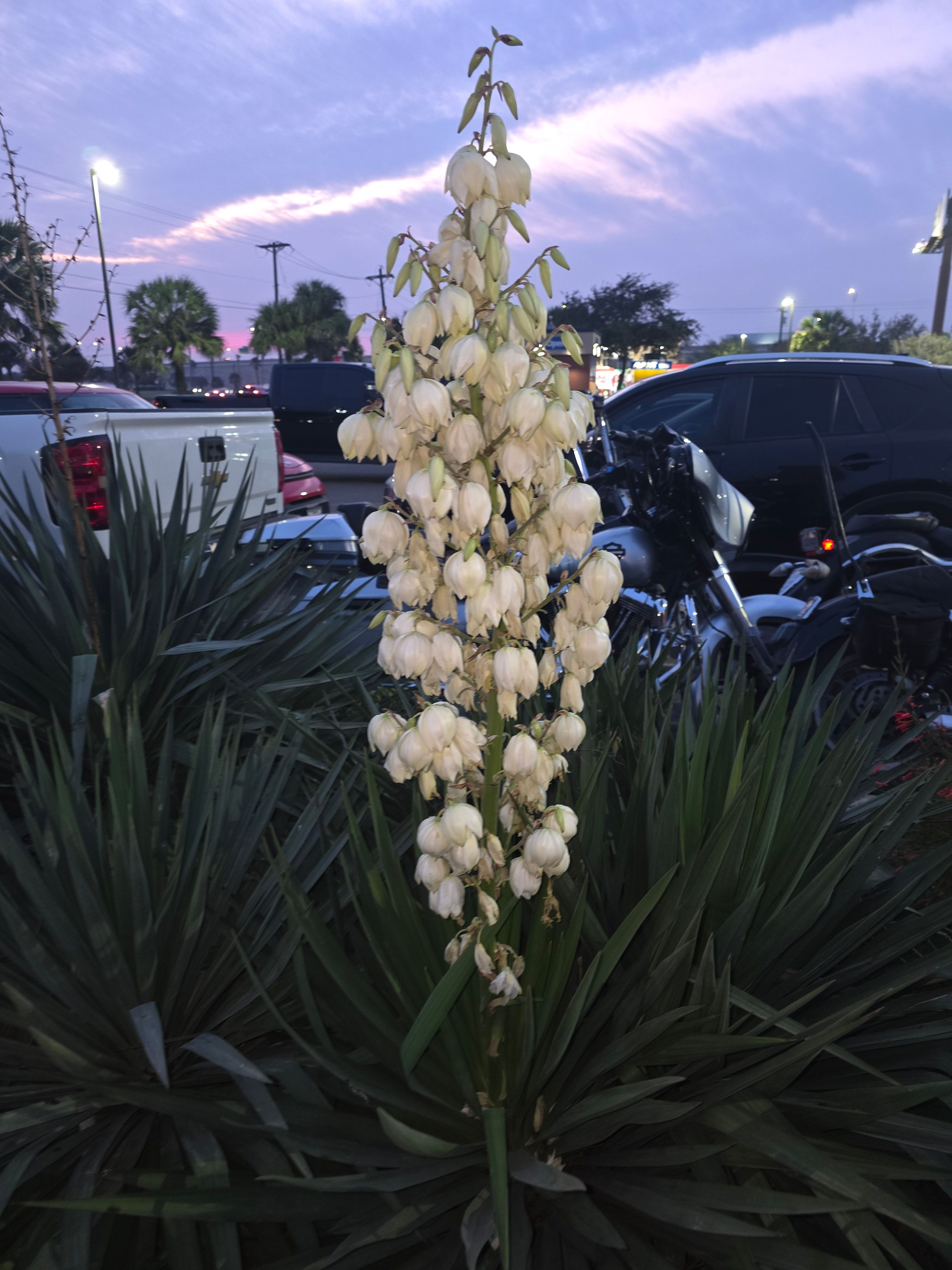  for Pro Lawn Care RGV in McAllen, TX