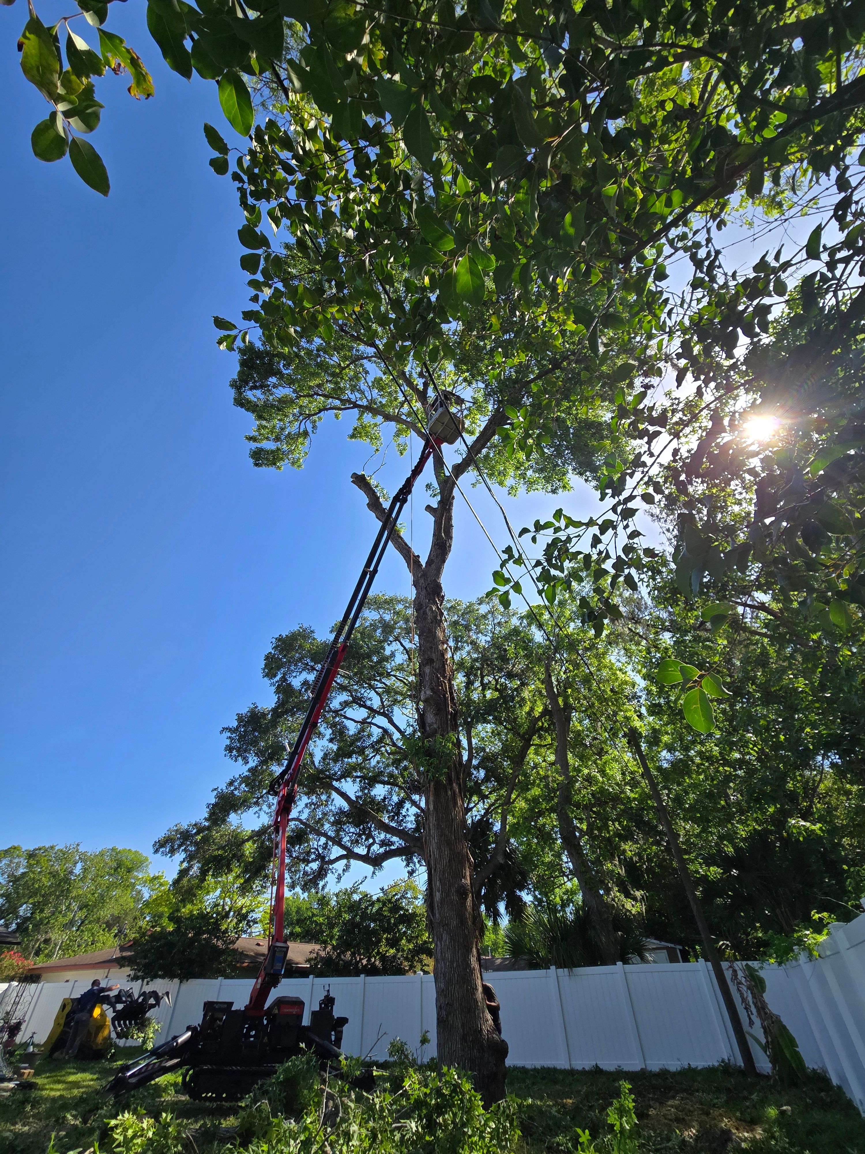 All Photos for Near Me Tree Service, Inc. in DeLand, FL
