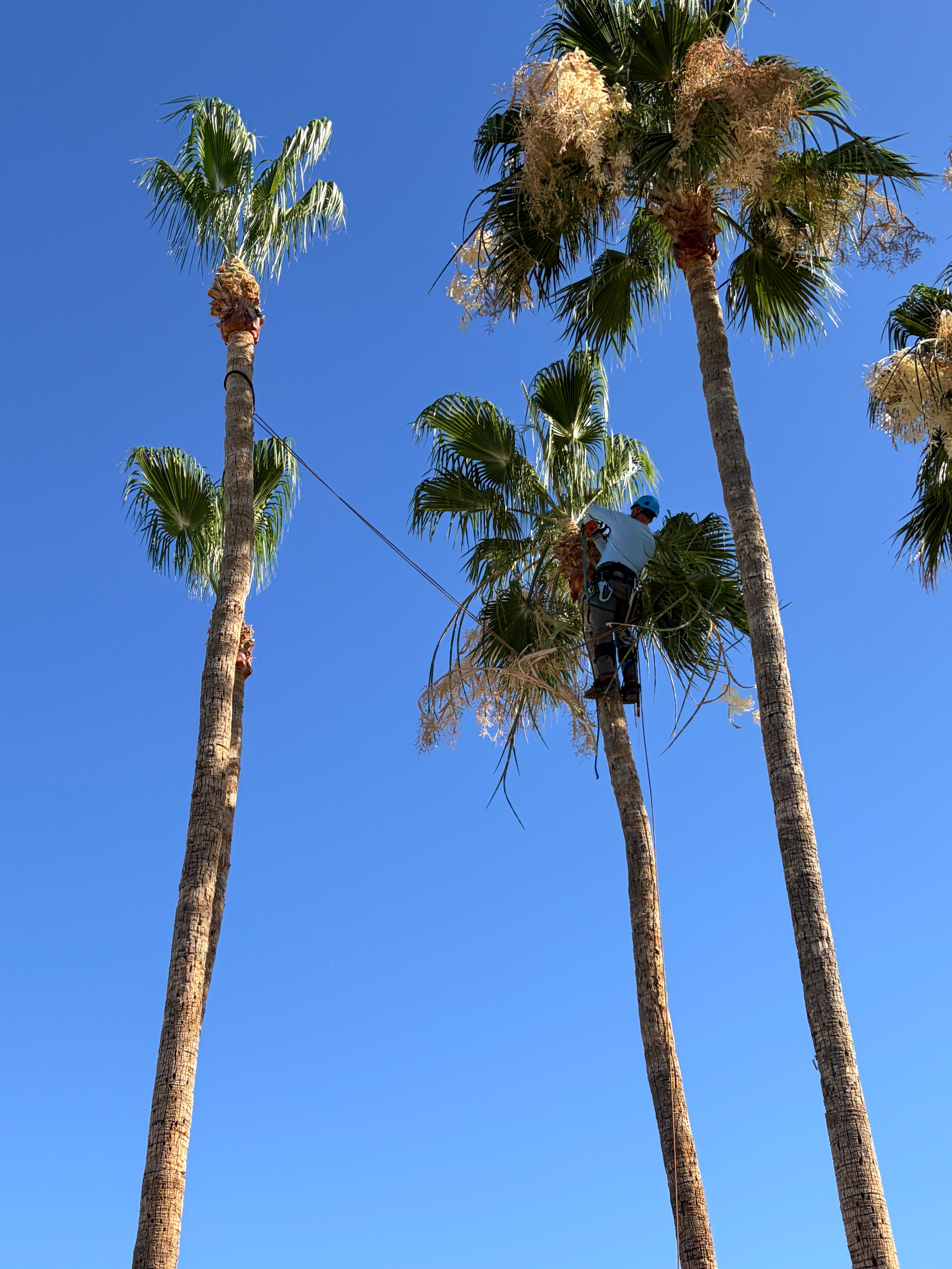  for Copperhead Solution in Phoenix, Arizona