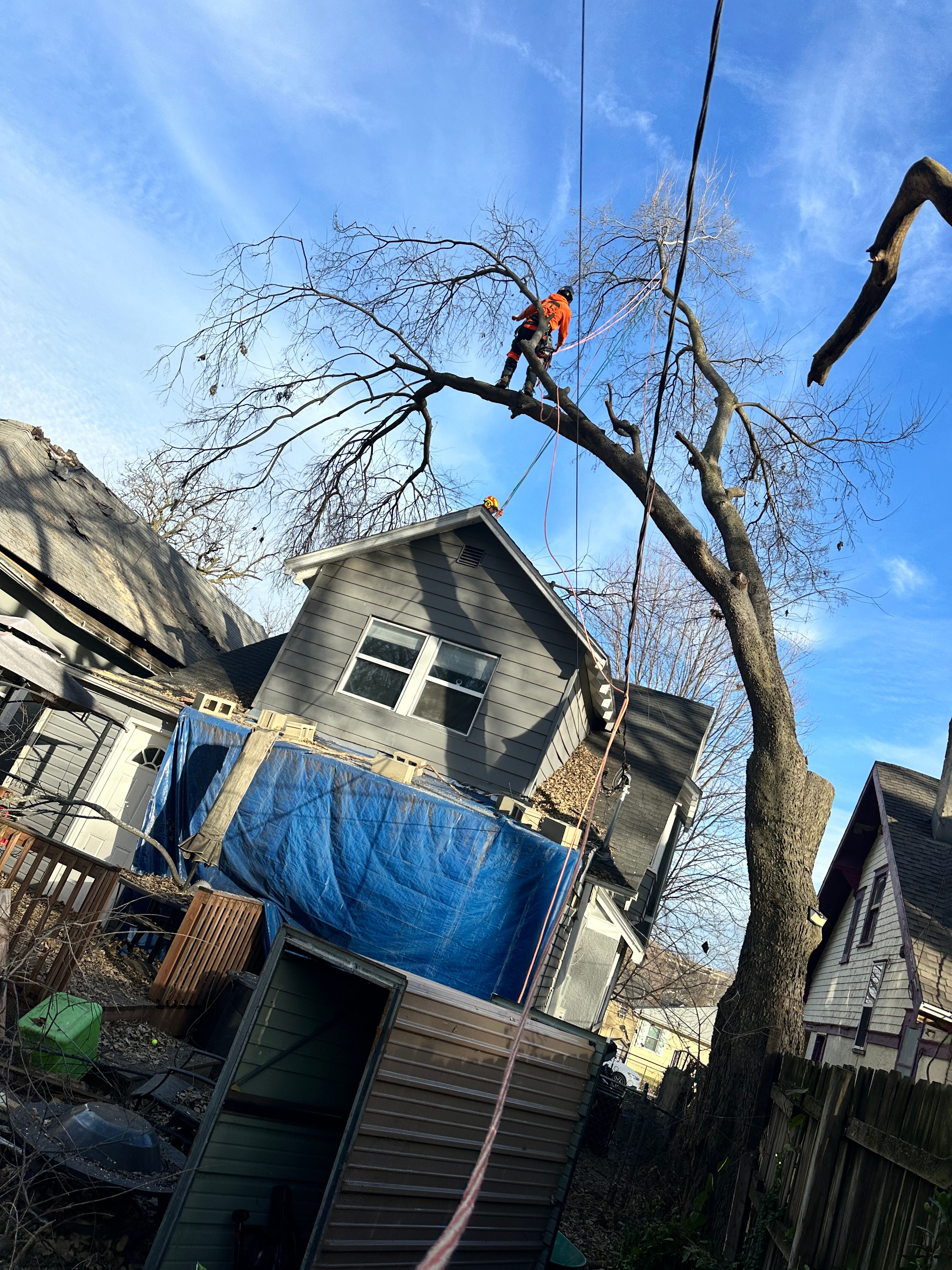 All Photos for Cross Family Tree Service in Kearney, MO