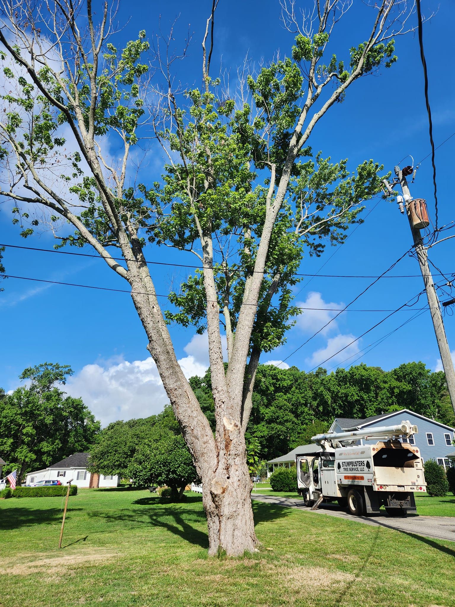 Tree Removal for Stumpbusters Tree Service in Louisa County, VA