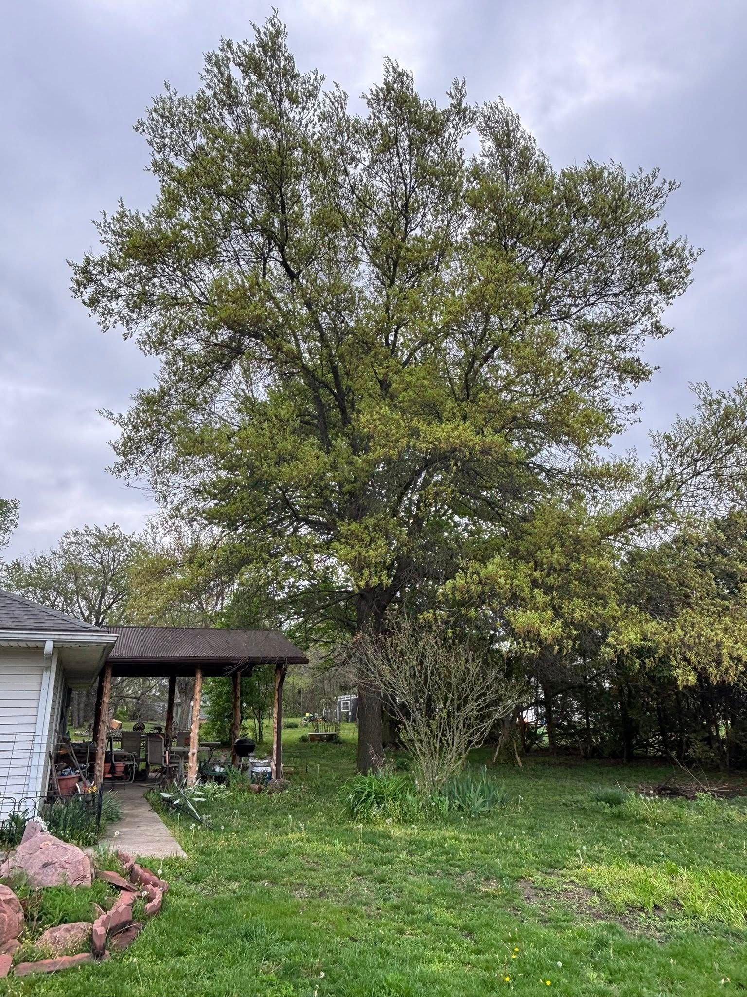 Tree Removal for Cross Family Tree Service in Kearney, MO