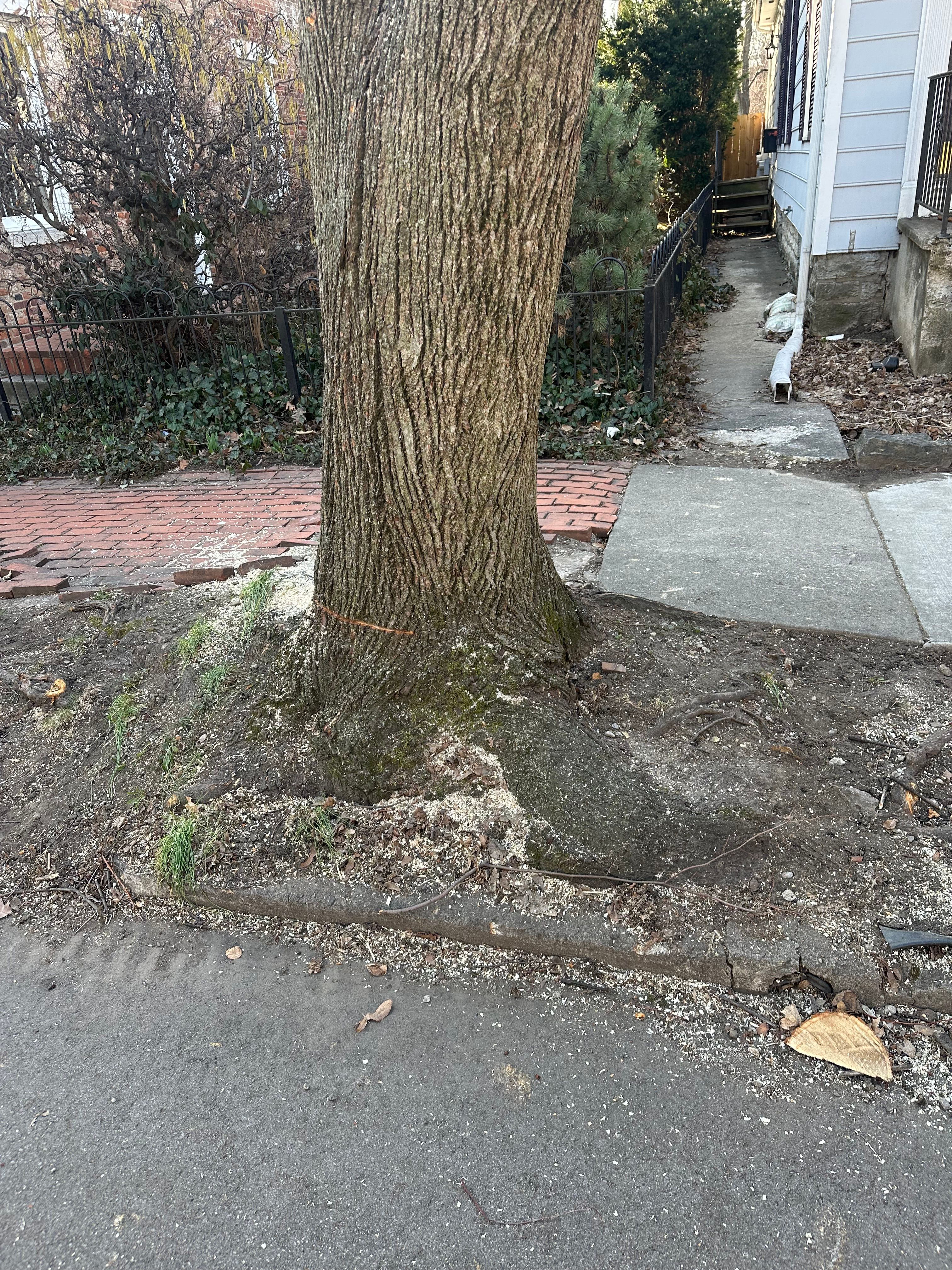 All Photos for Pro Tree Trim & Removal, Llc in Dayton, OH