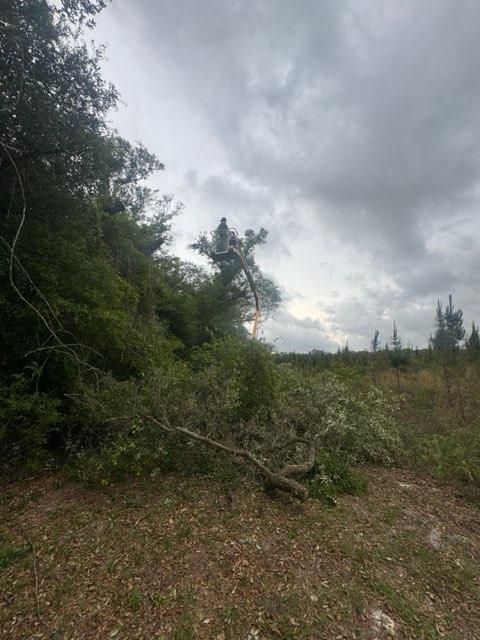  for All Seasons Tree and Land Works in Trenton, FL