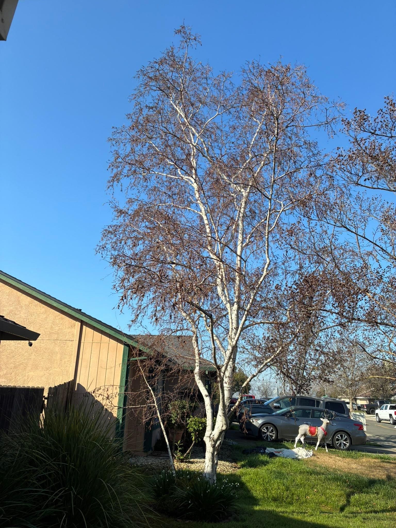 All Photos for Sammy's Tree Services in Sacramento, CA