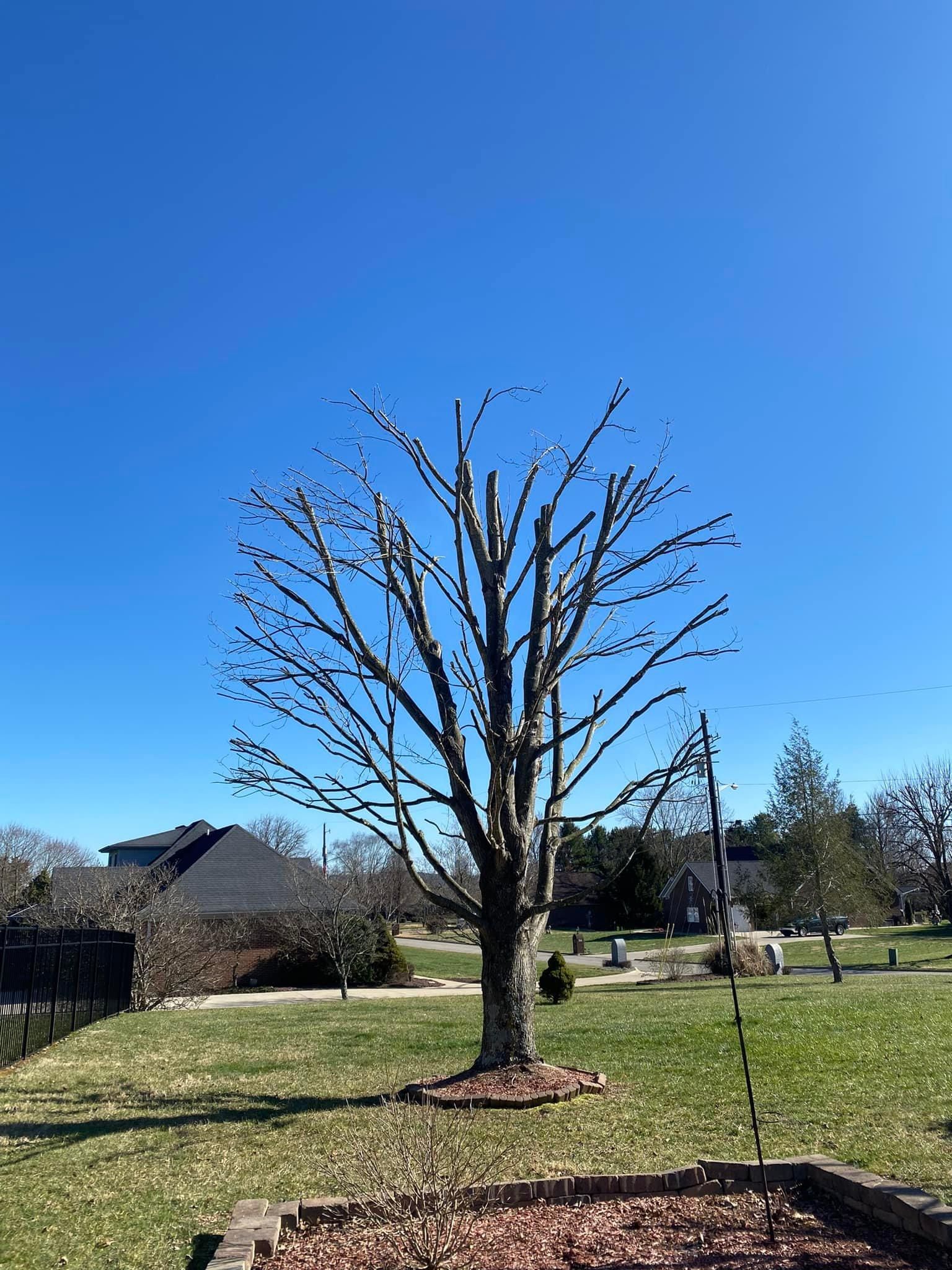 Tree Removal for Atwood’s Tree Care in Liberty,  KY