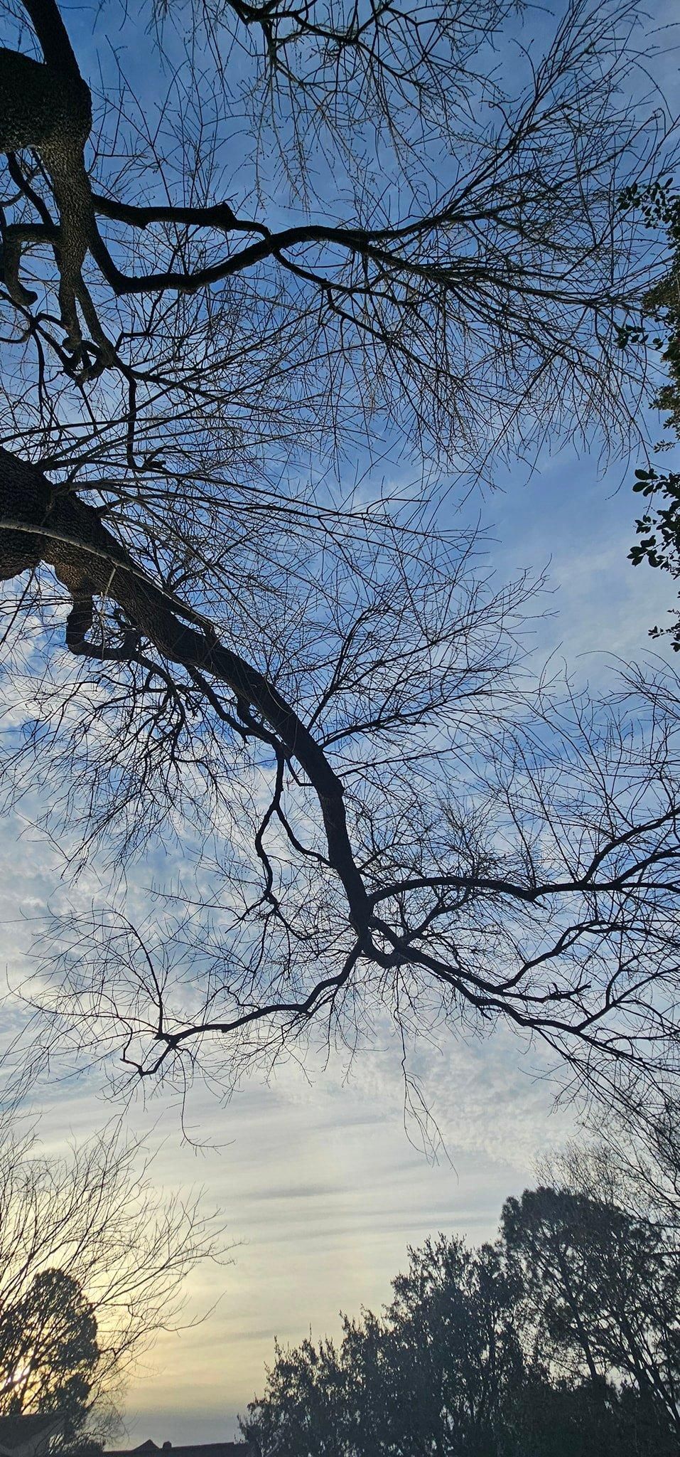  for Servin's Tree Care  in Houston, TX