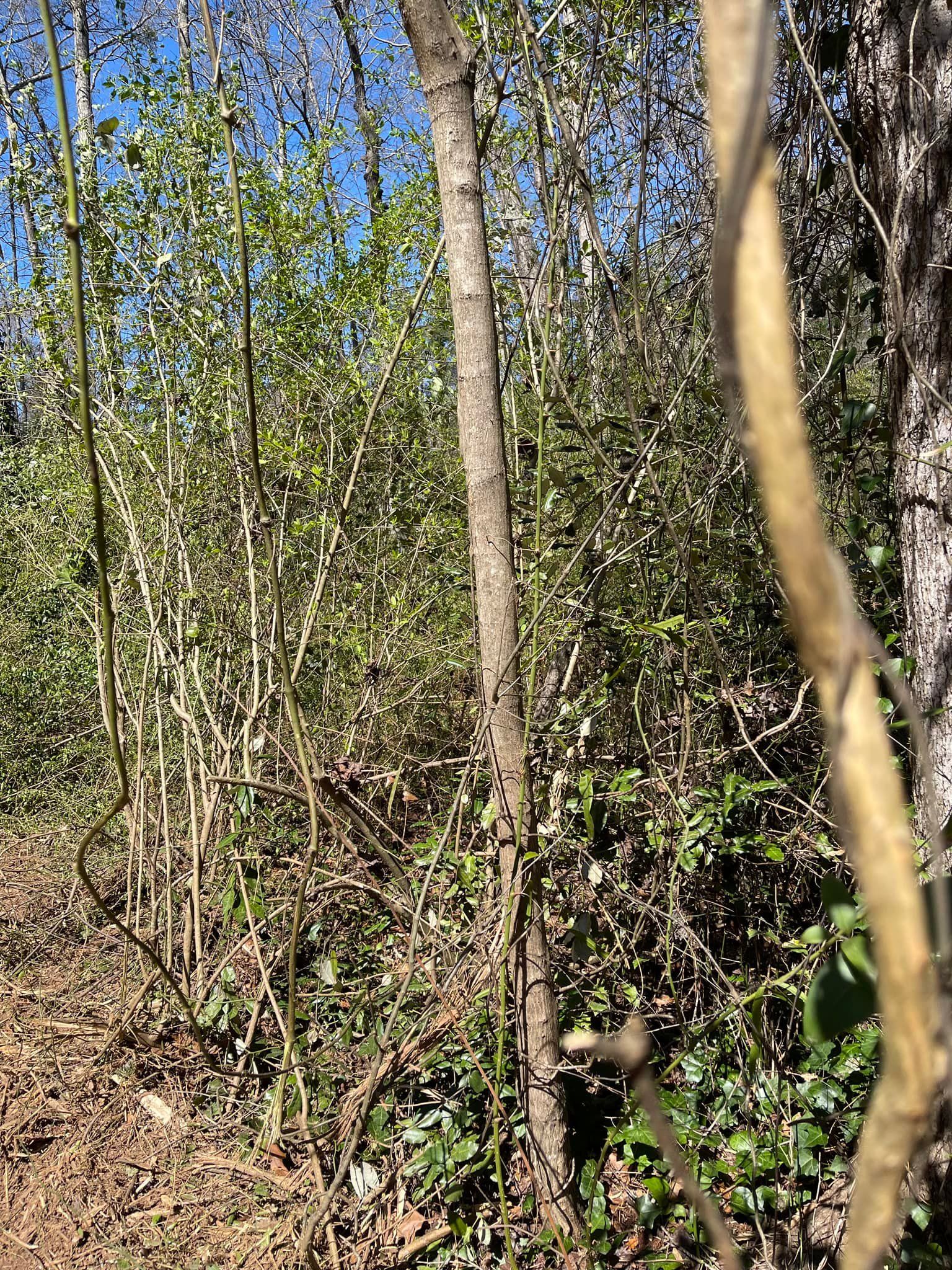 Land Clearing for G&H Forestry Mulching and Land Services in Fayetteville, GA