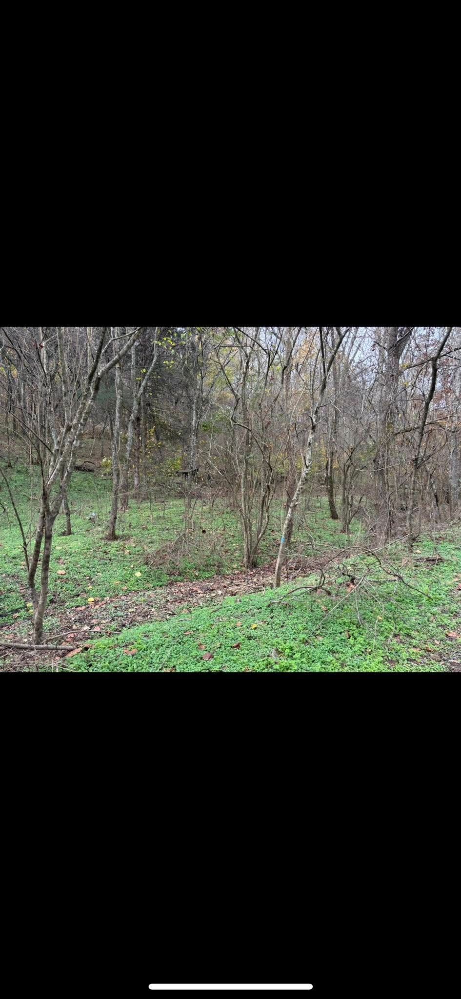  for Gregory Grass and Land in Lafayette, TN