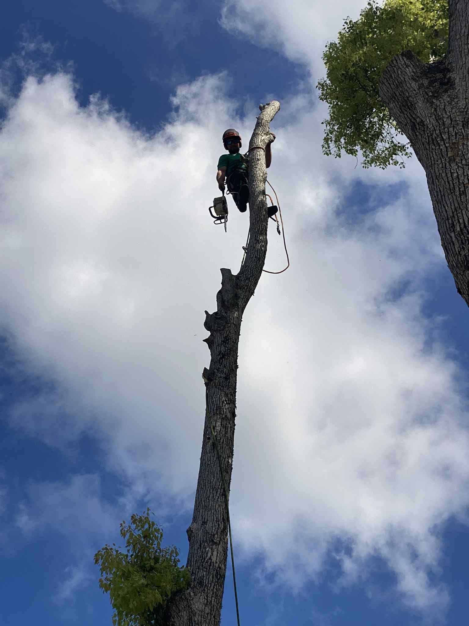  for Warners Tree Solutions in Live Oak, FL