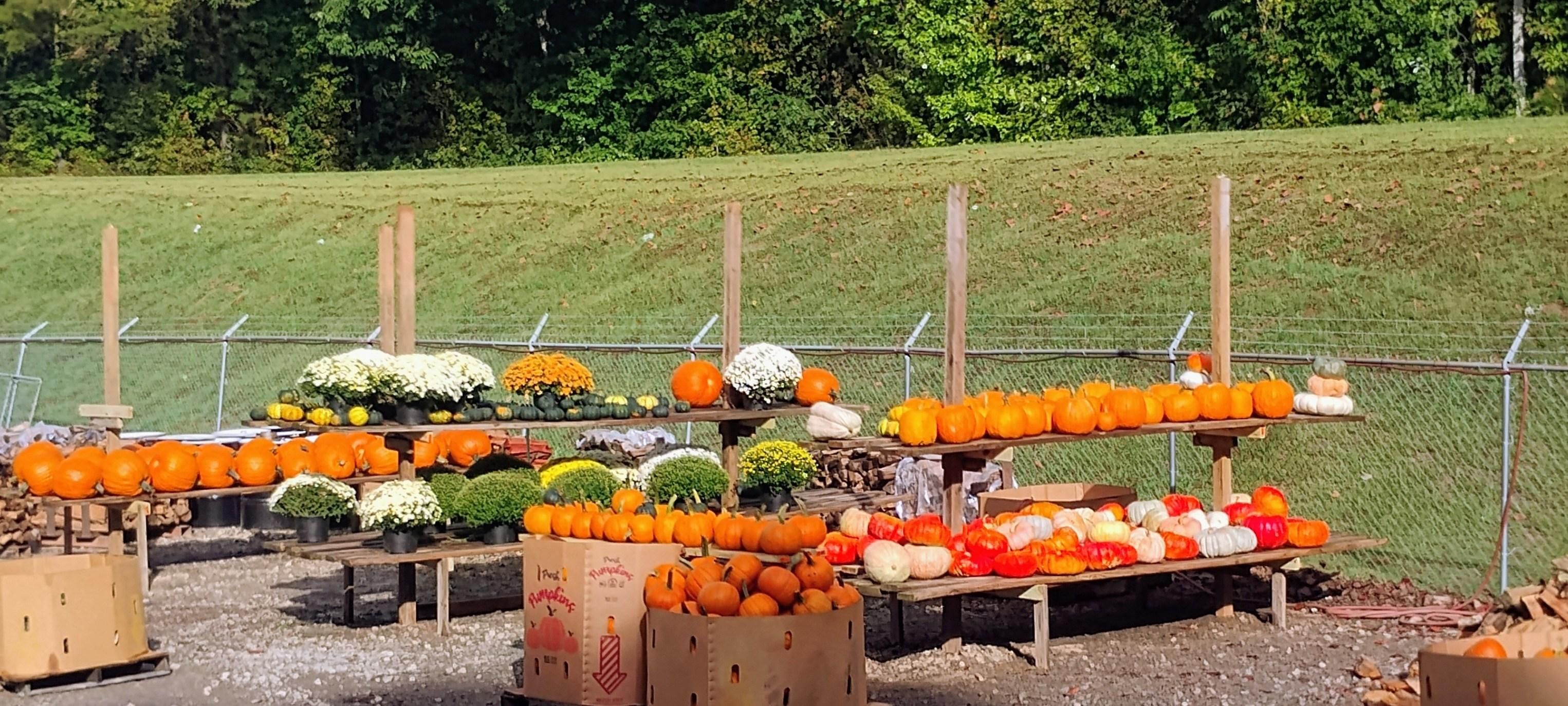 All Photos for BAM Another Pinestraw Lot in Flowery Branch, GA