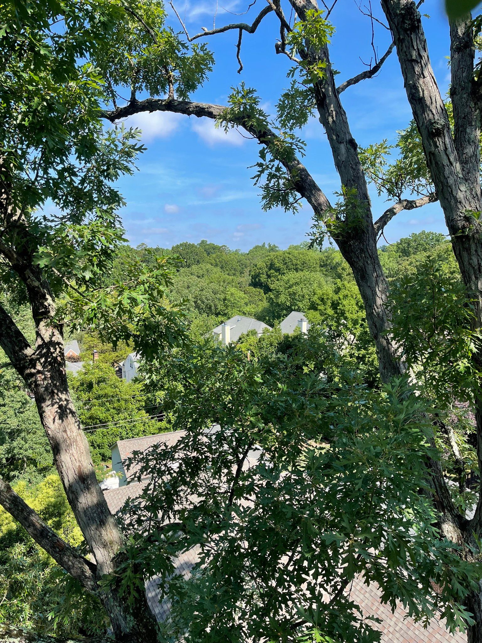  for Stem Tree Service in Belmont, NC
